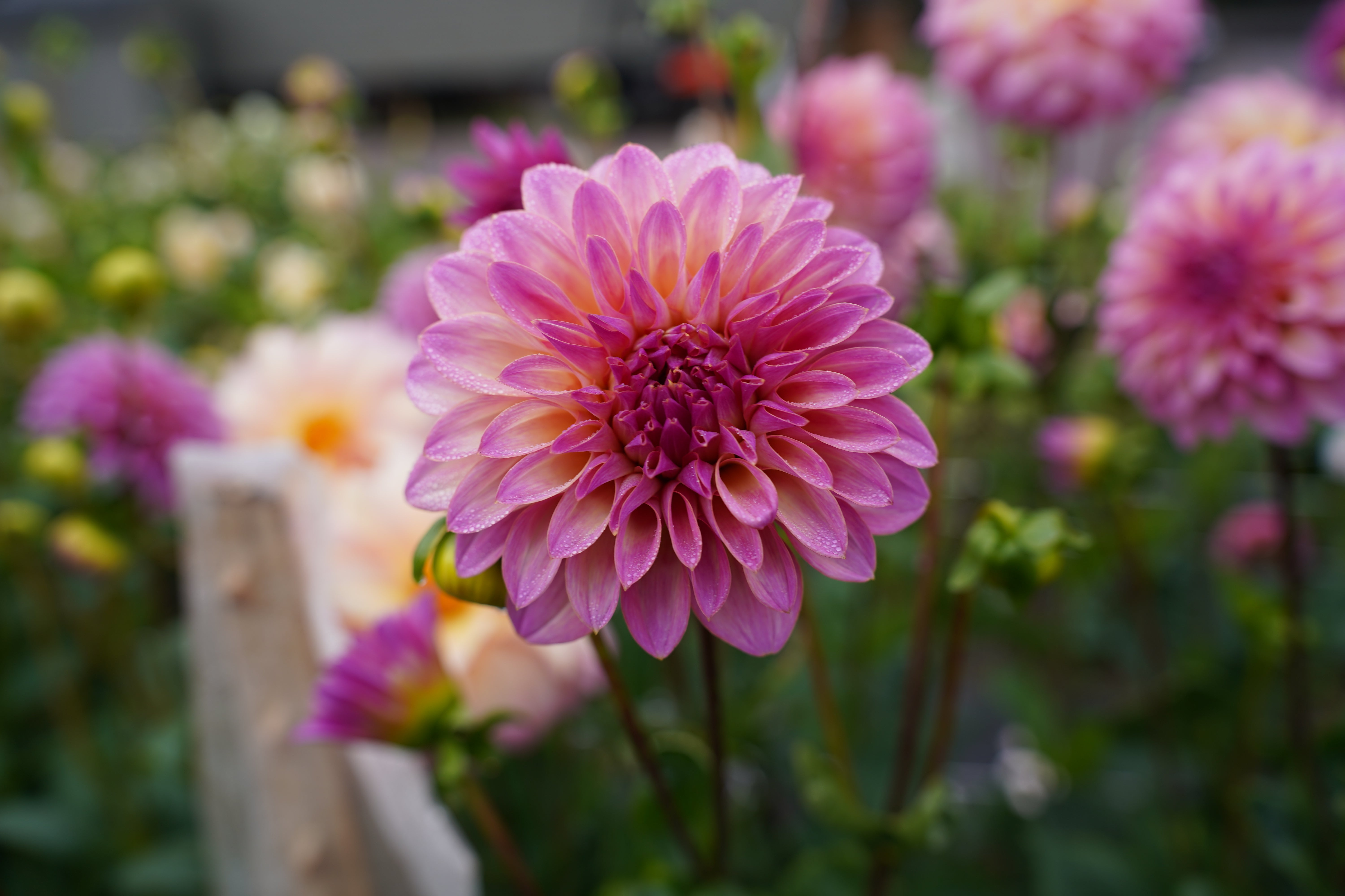 Bloomquist Fredene Dahlia Tuber