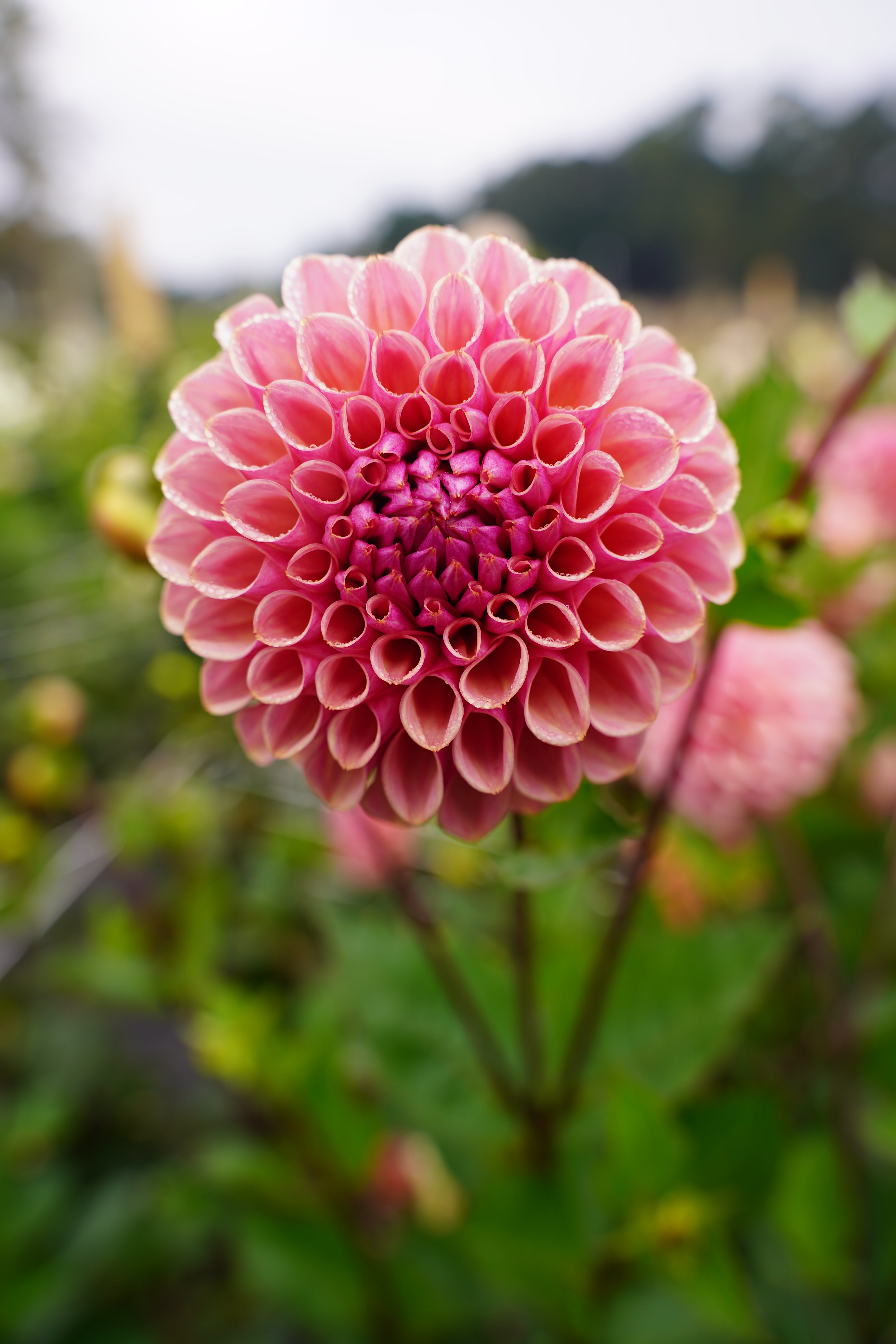 Bracken Rose USA Dahlia Tuber