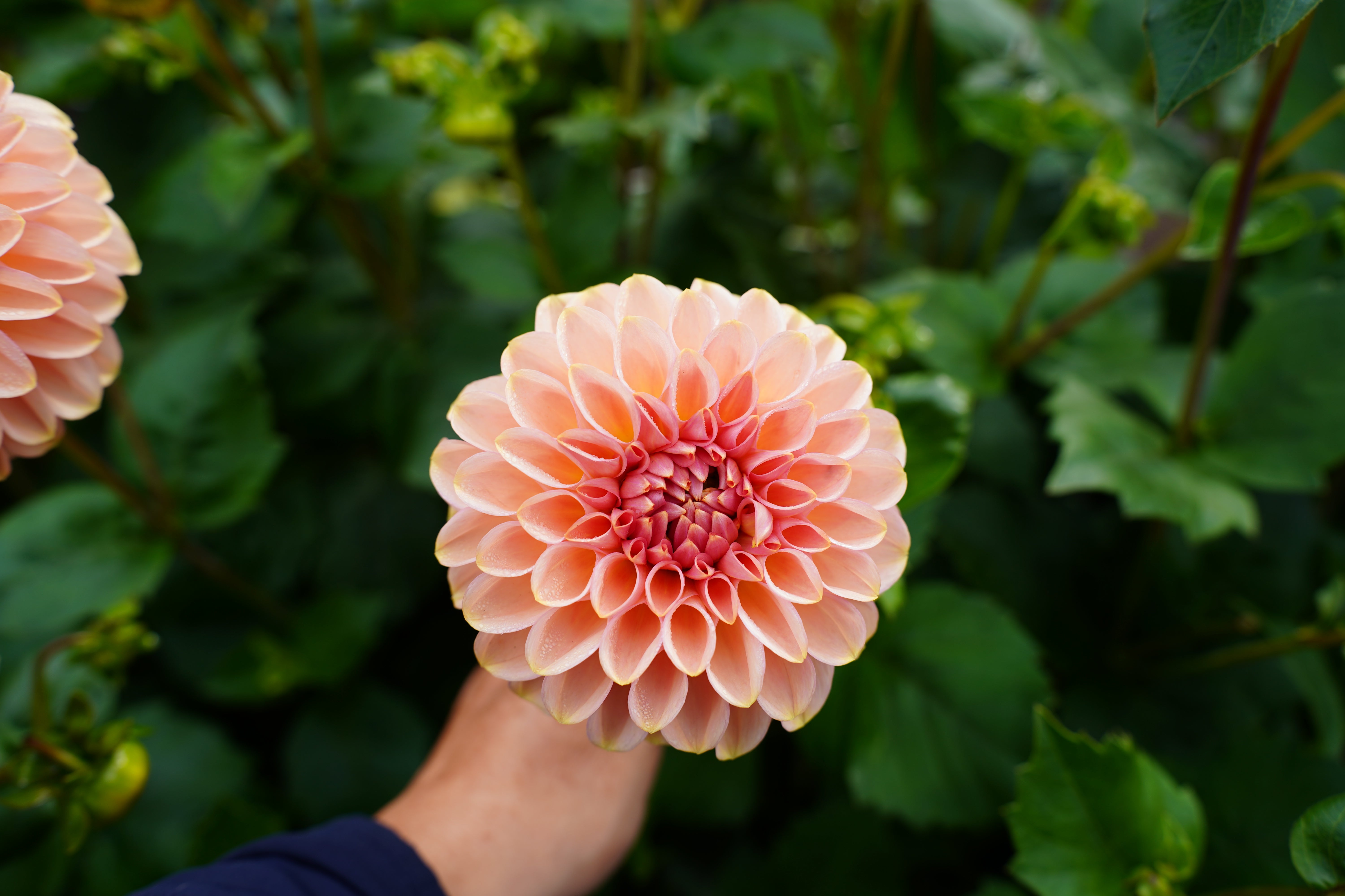 Cupcake Dahlia Tuber