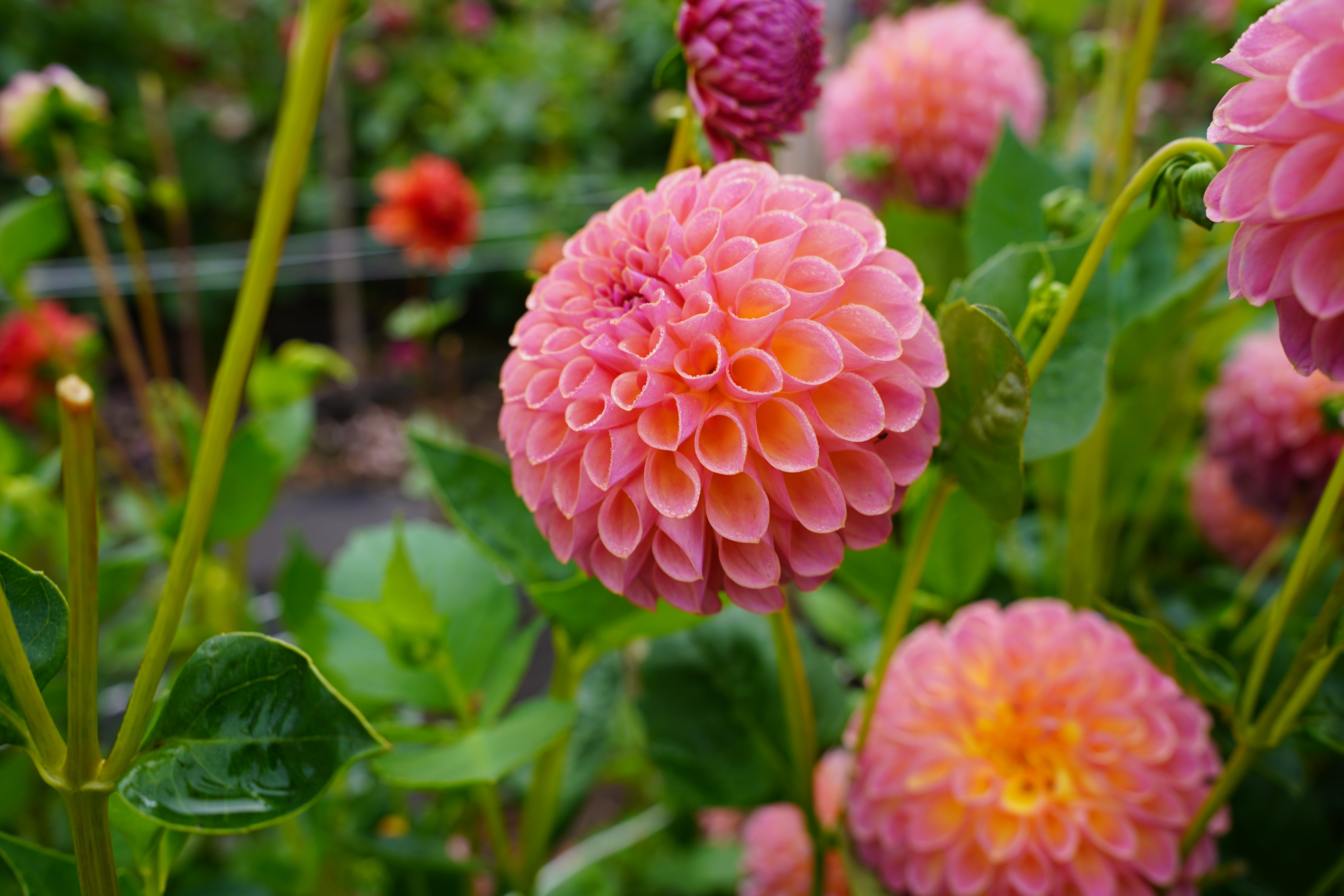Jowey Winnie Dahlia Tuber
