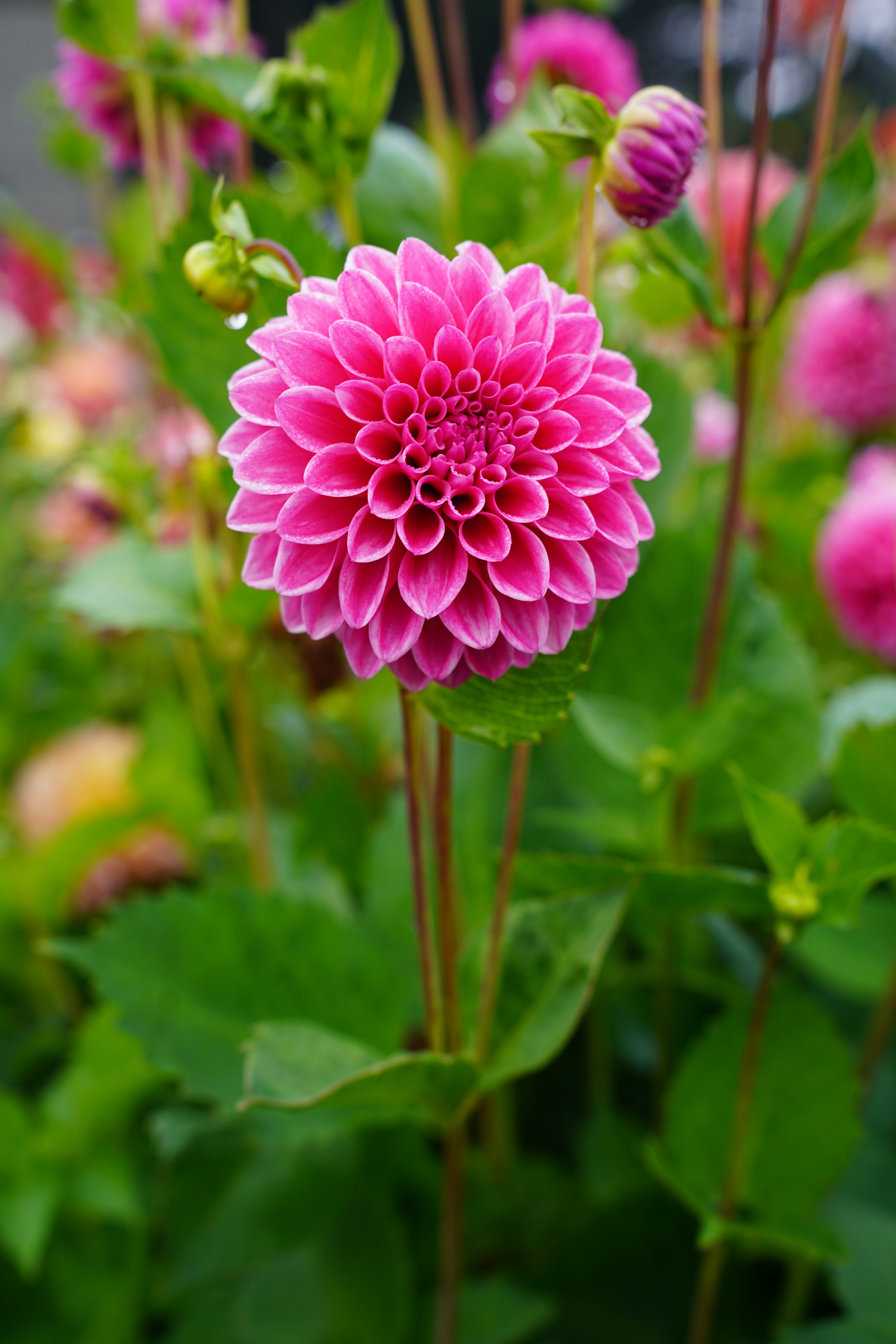 Lavadandy Dahlia Tuber
