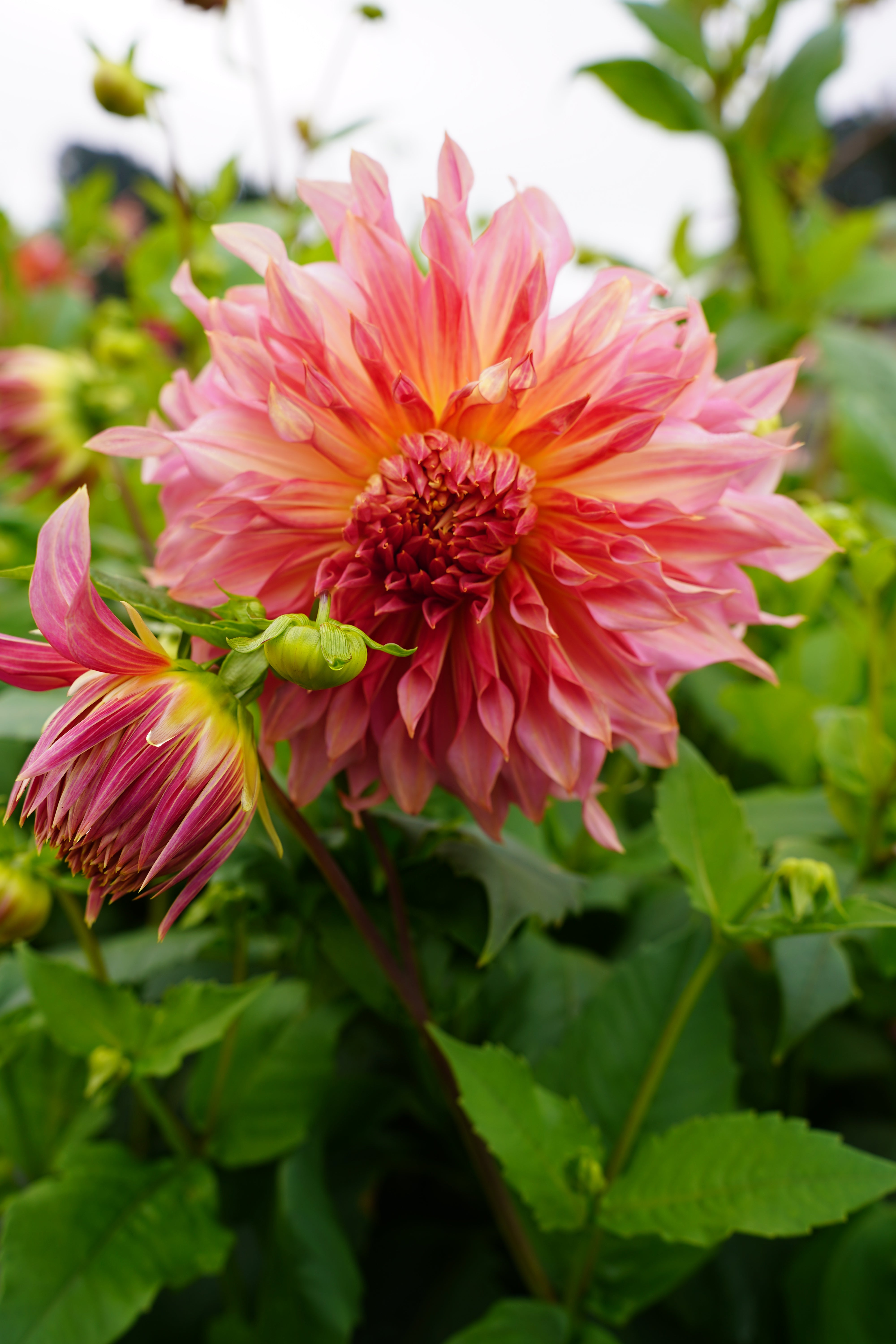 Penhill Watermelon Dahlia Tuber