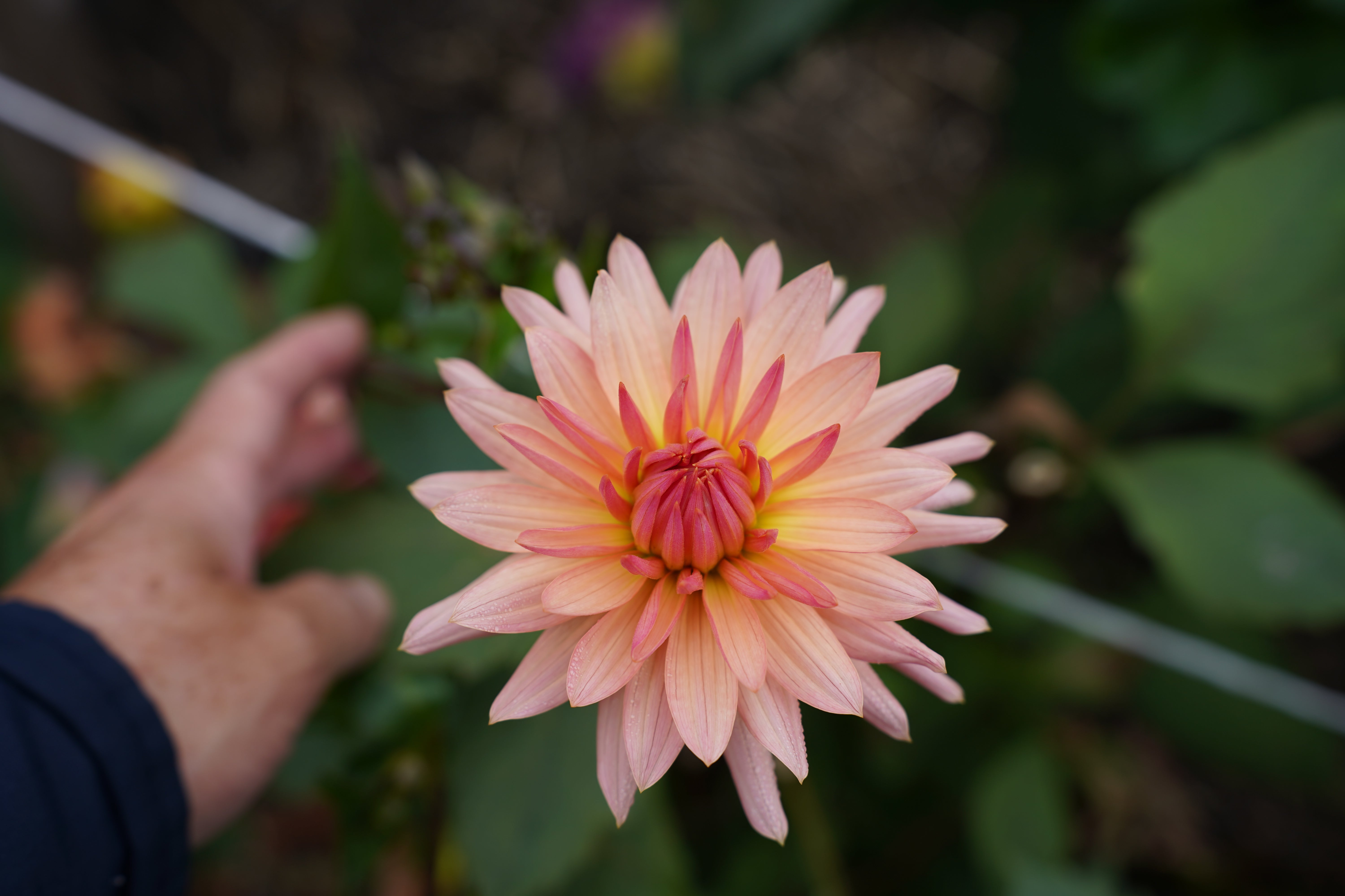Preference Dahlia Tuber