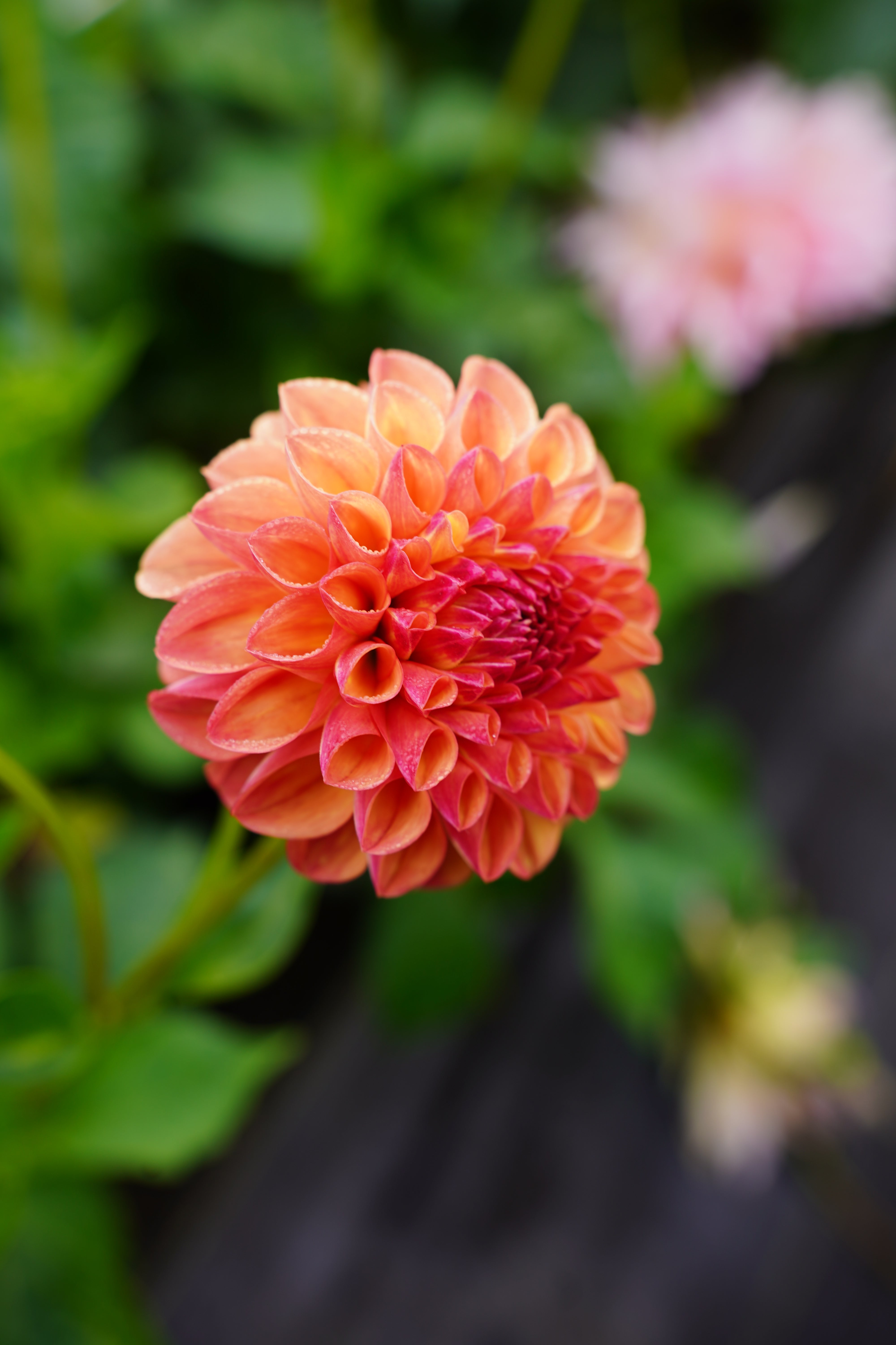 Robin Hood Dahlia Tuber