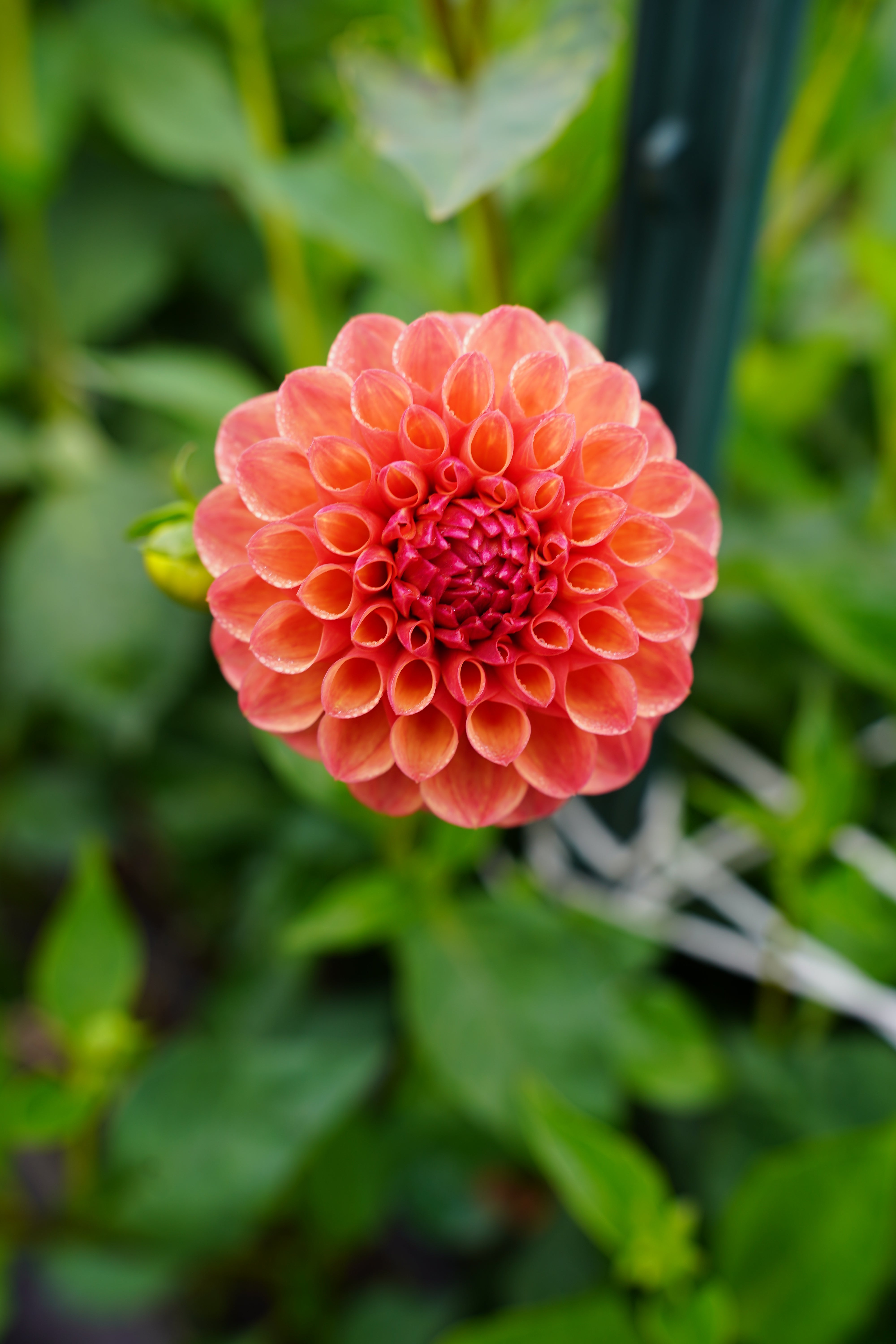 Robin Hood Dahlia Tuber
