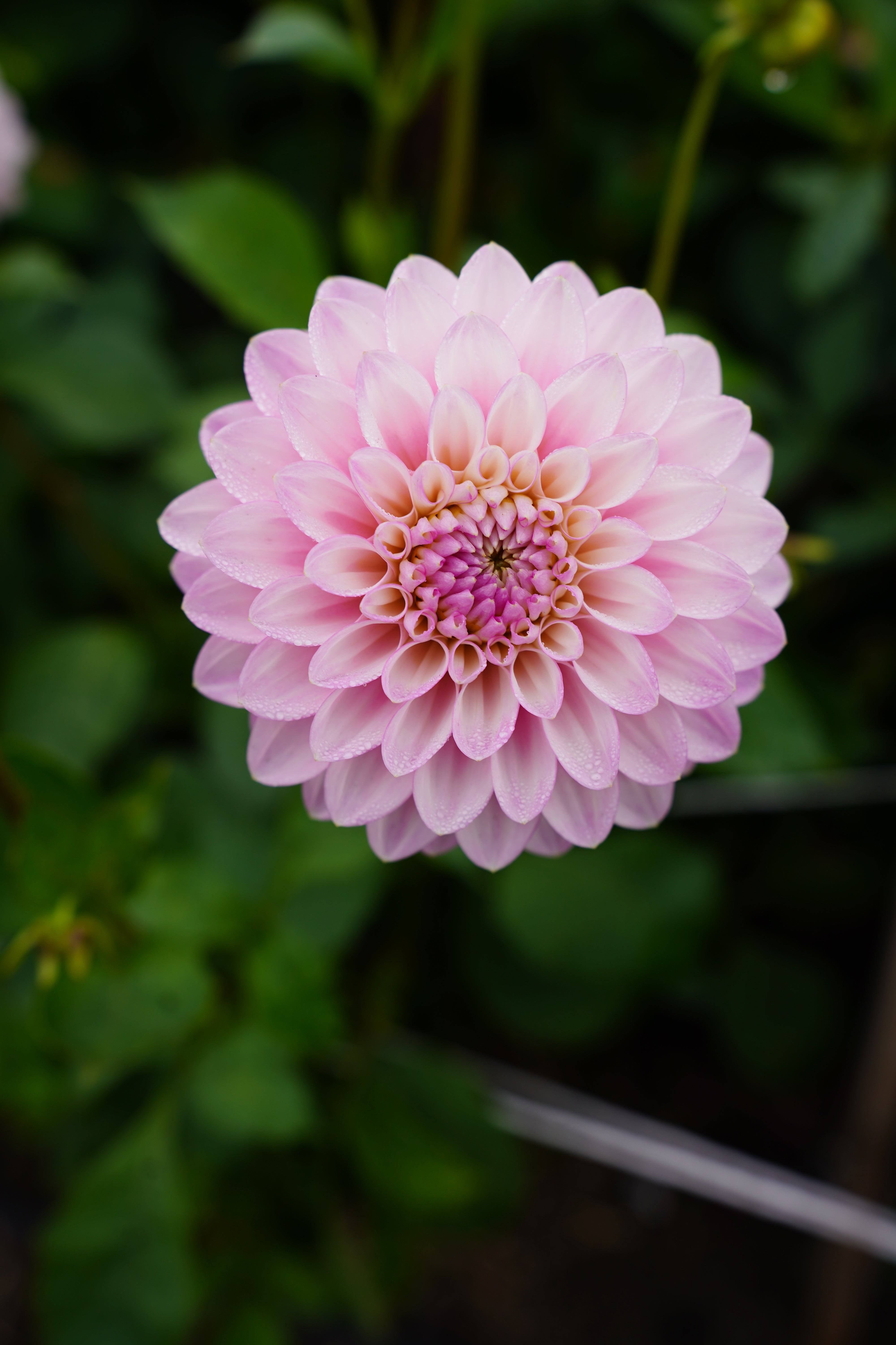Zebrano Dahlia Tuber