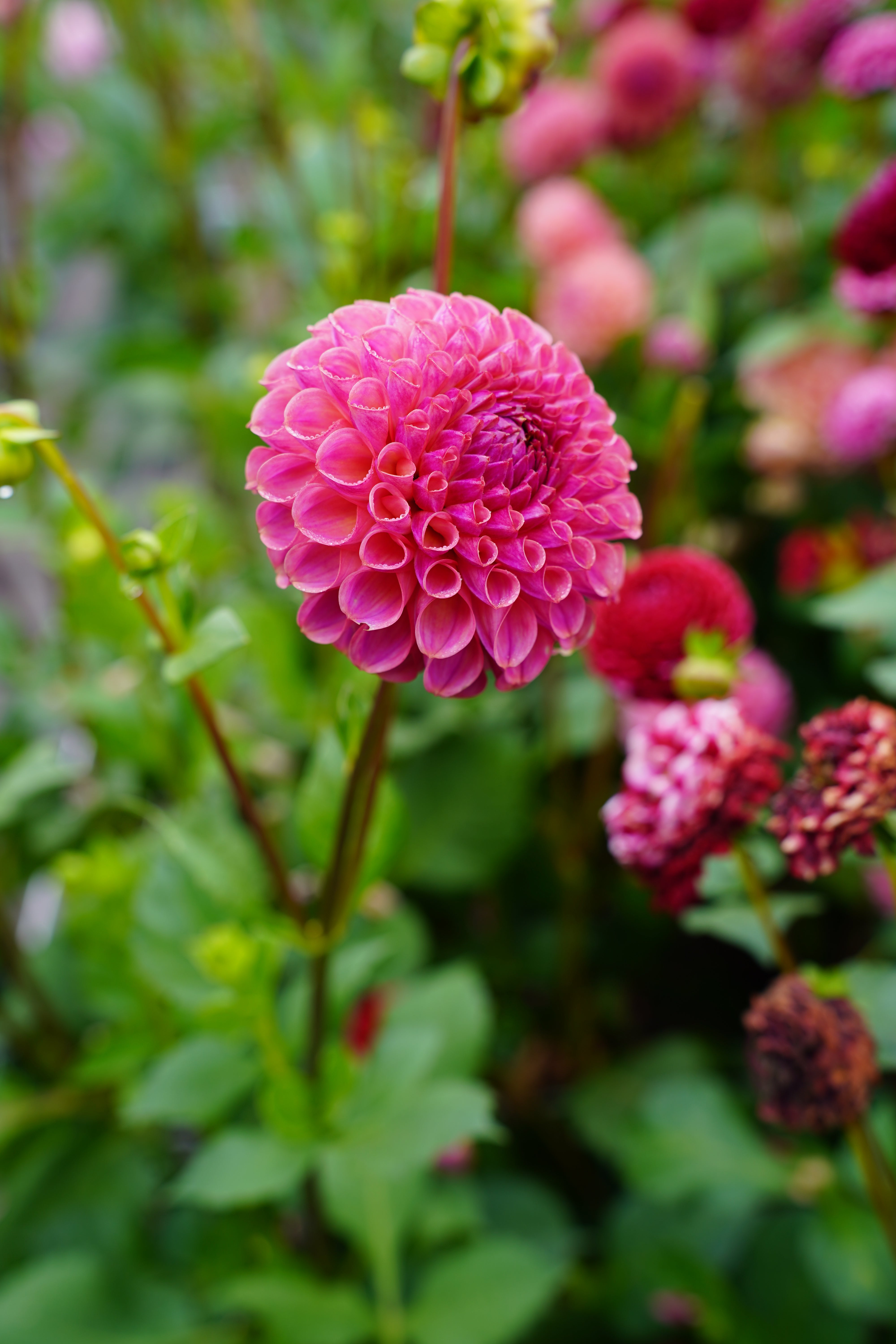 Caitlin's Joy Dahlia Tuber