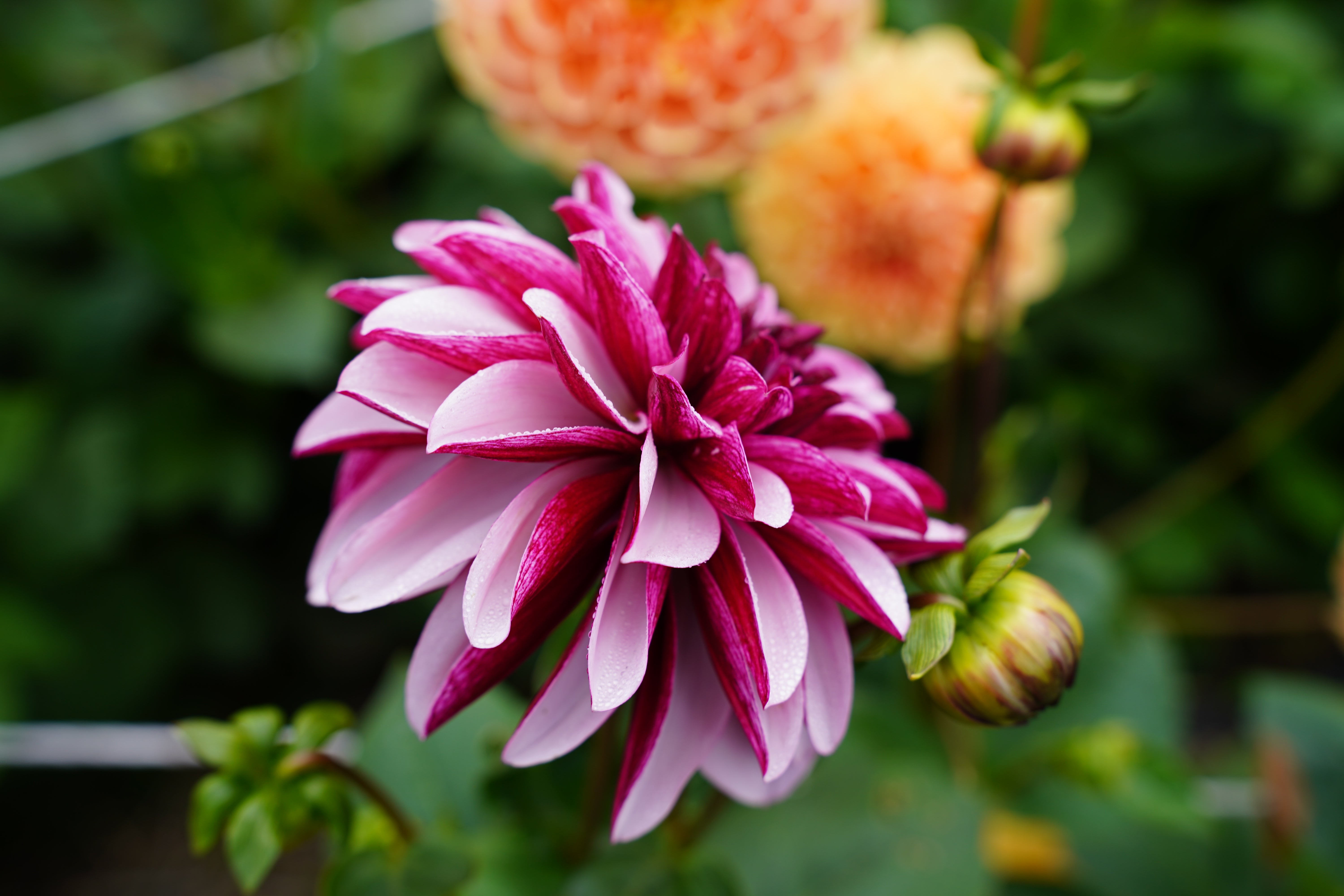 Créme de Cassis Dahlia Tuber
