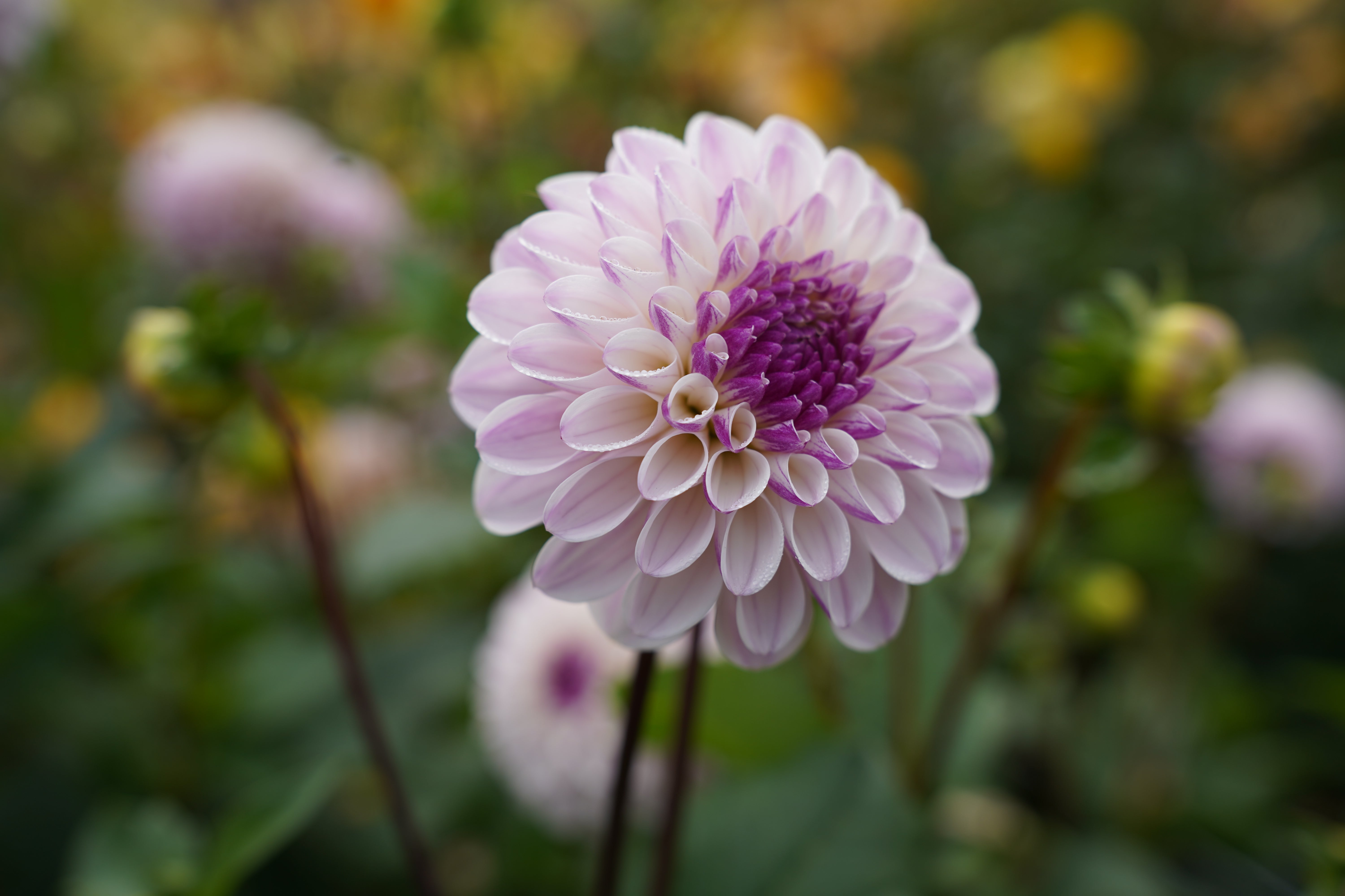 Last Dance Dahlia Tuber