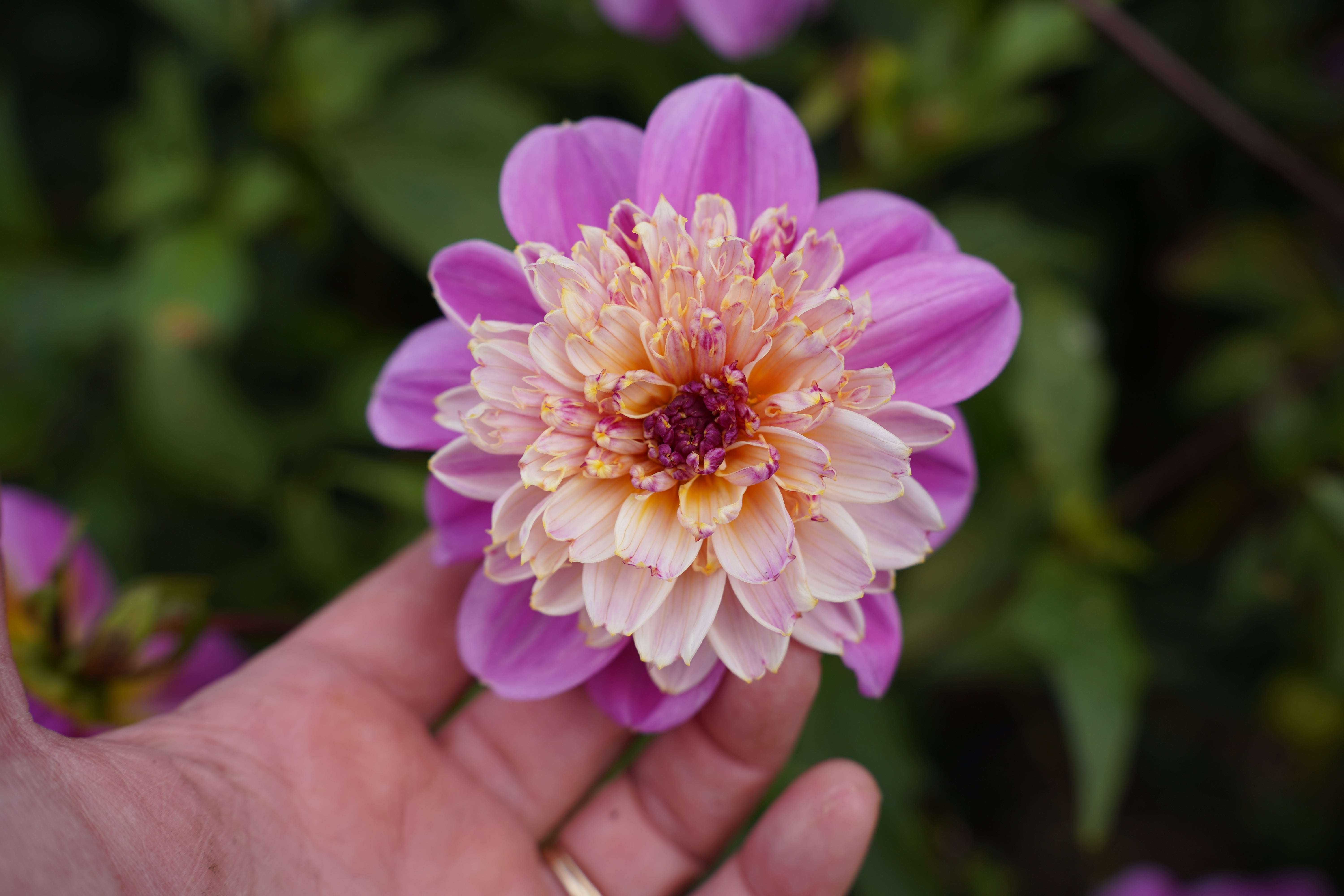 Take Off Dahlia Tuber