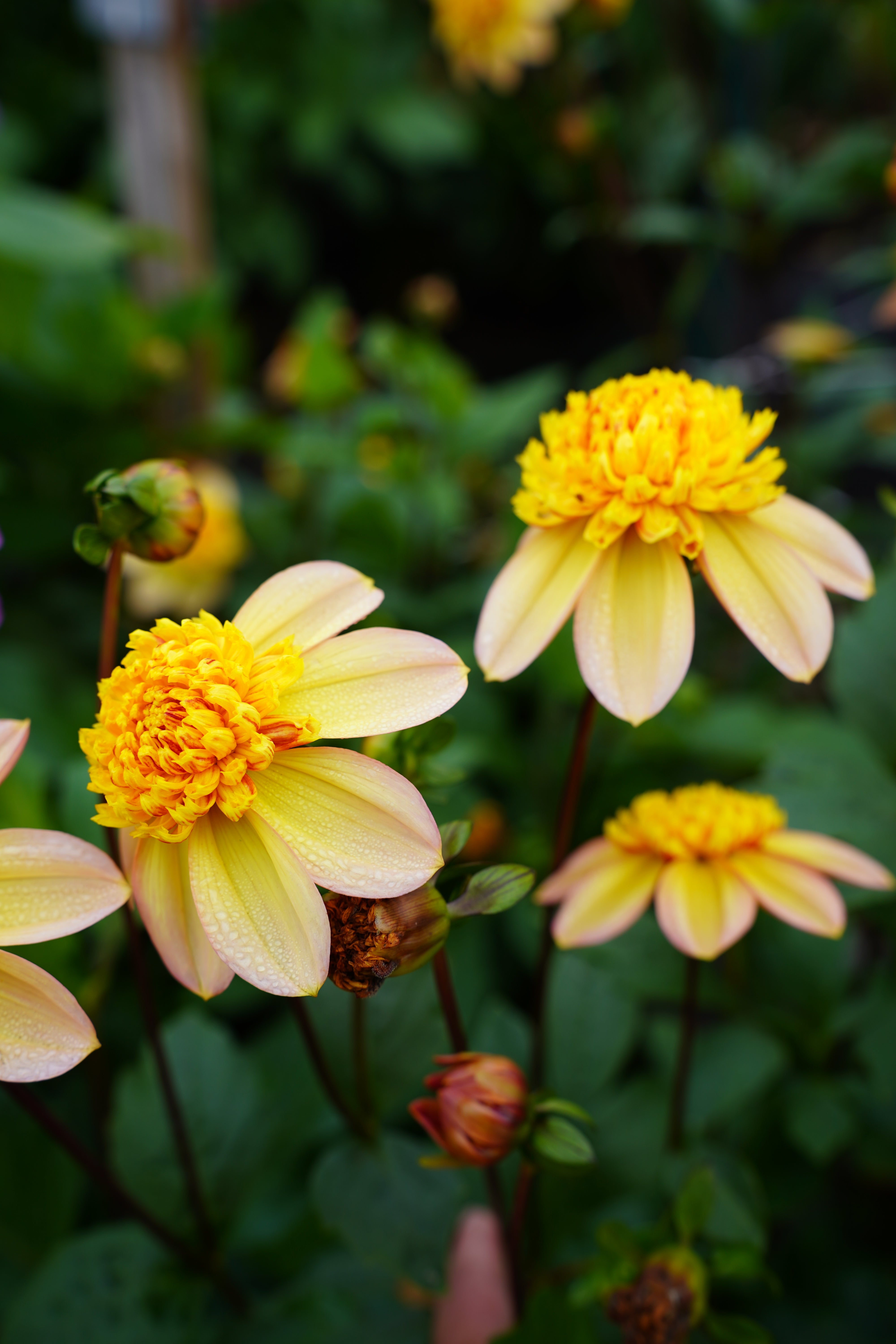 Bloomquist Golden Dahlia Tuber