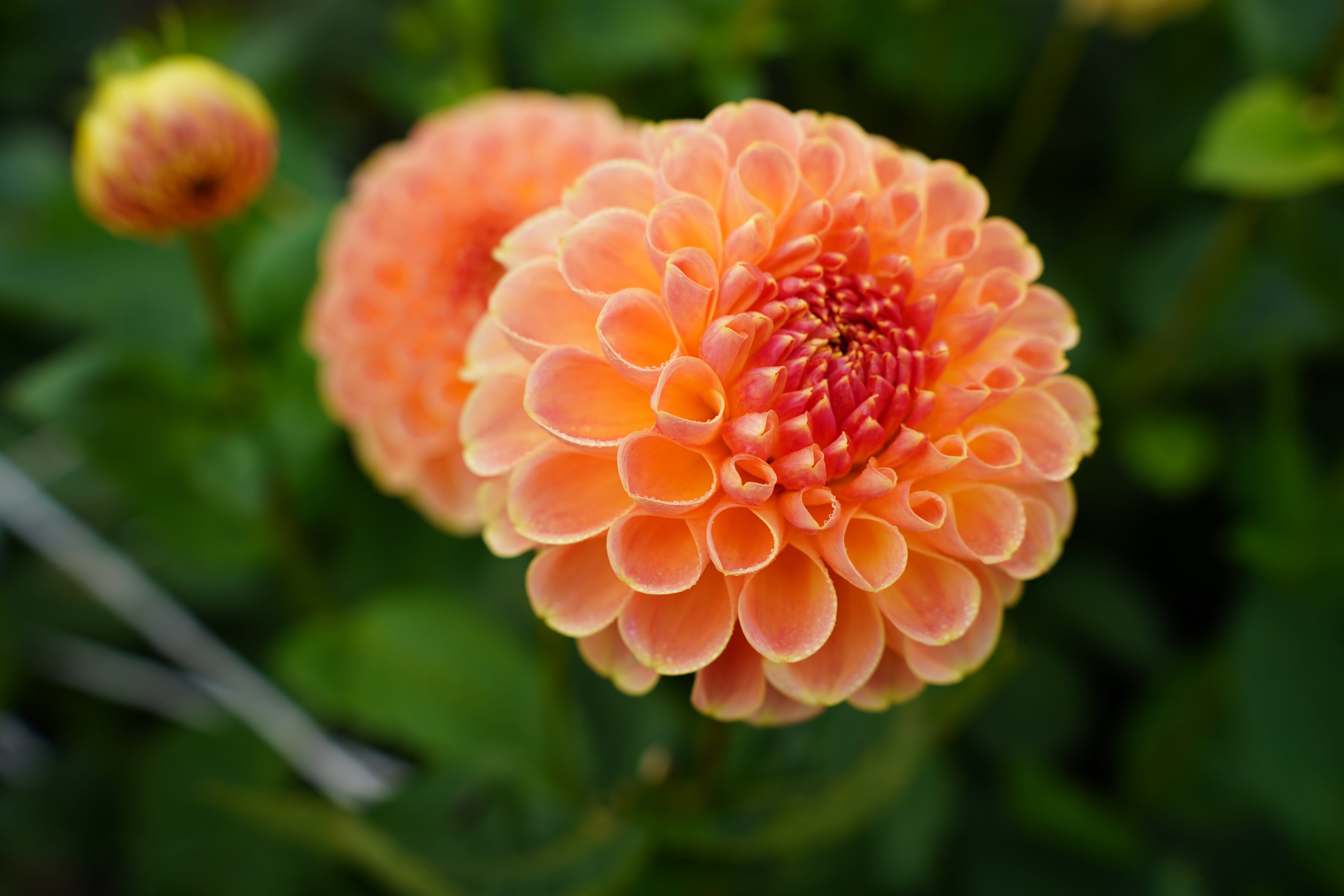 Crichton Honey Dahlia Tuber