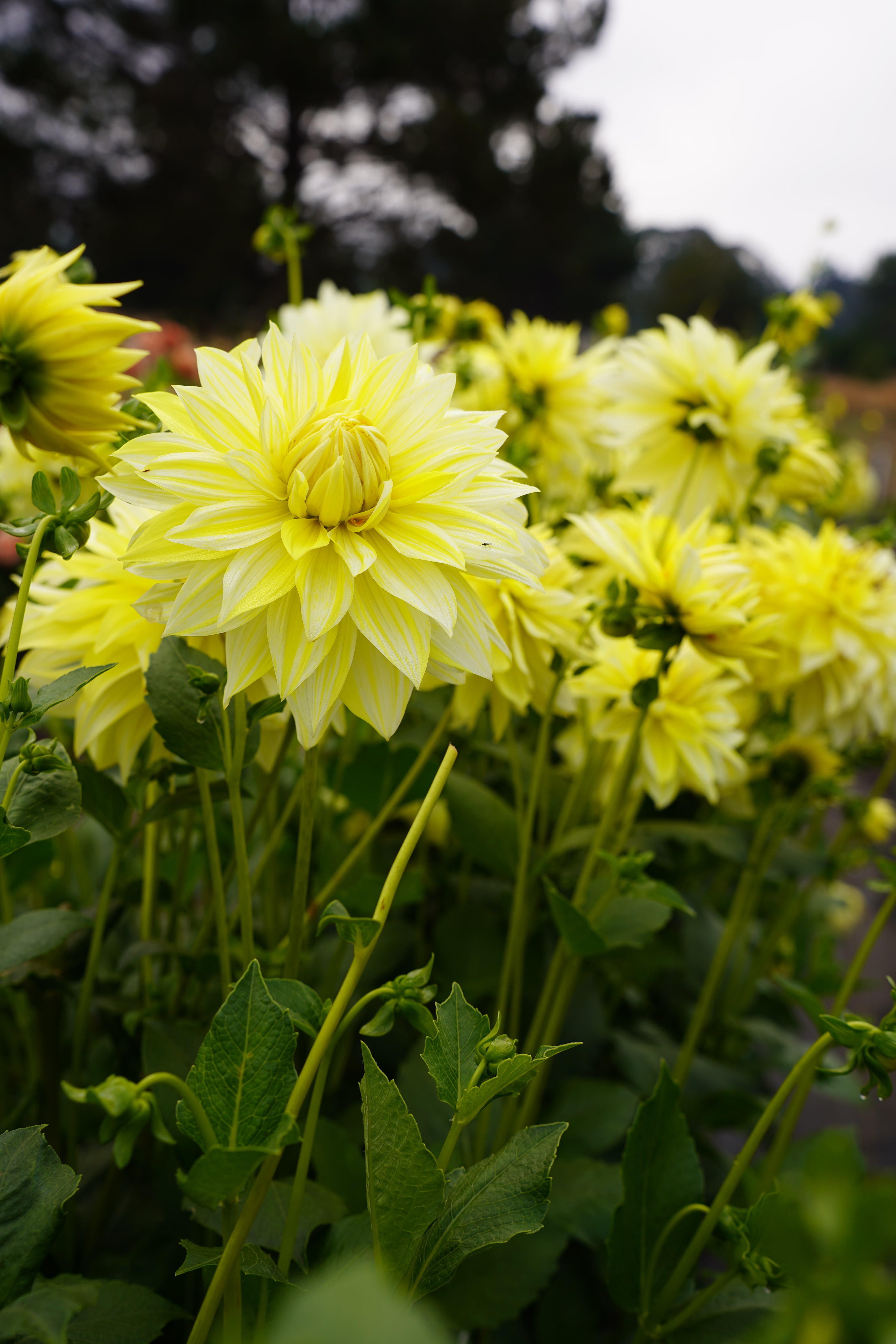 La Luna Dahlia Tuber