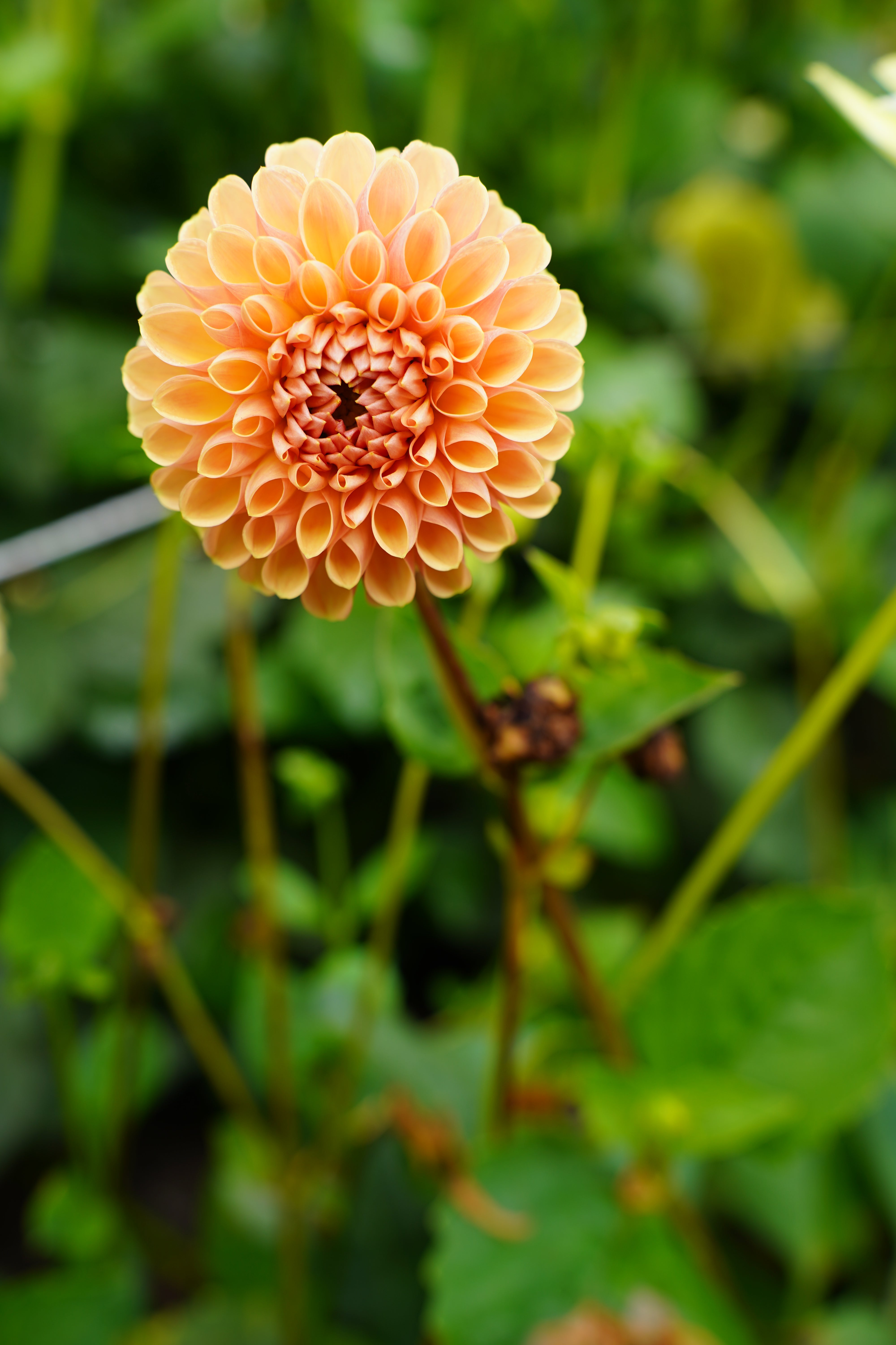 Valley Tawny Dahlia Tuber