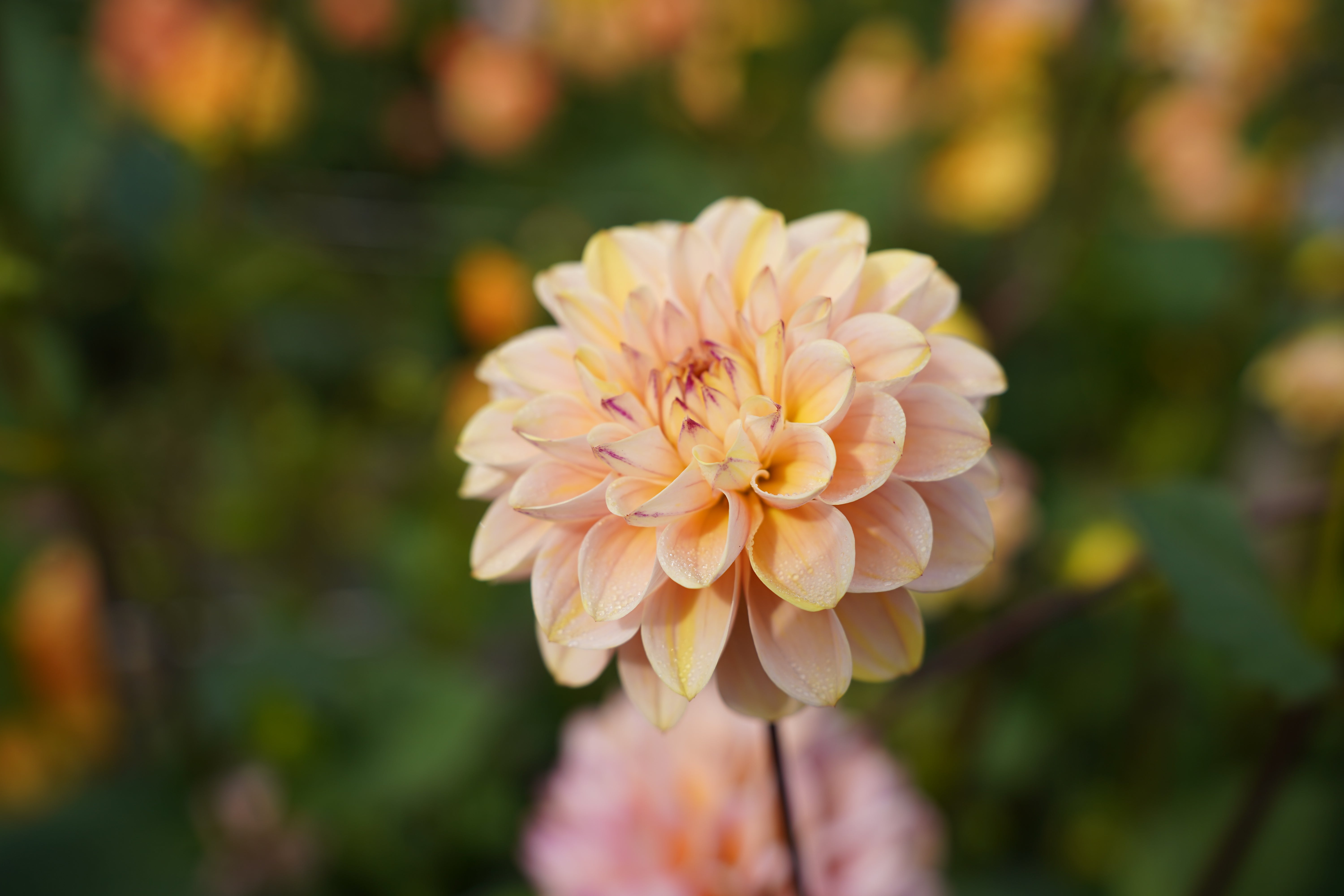 Wine Eyed Jill Dahlia Tuber