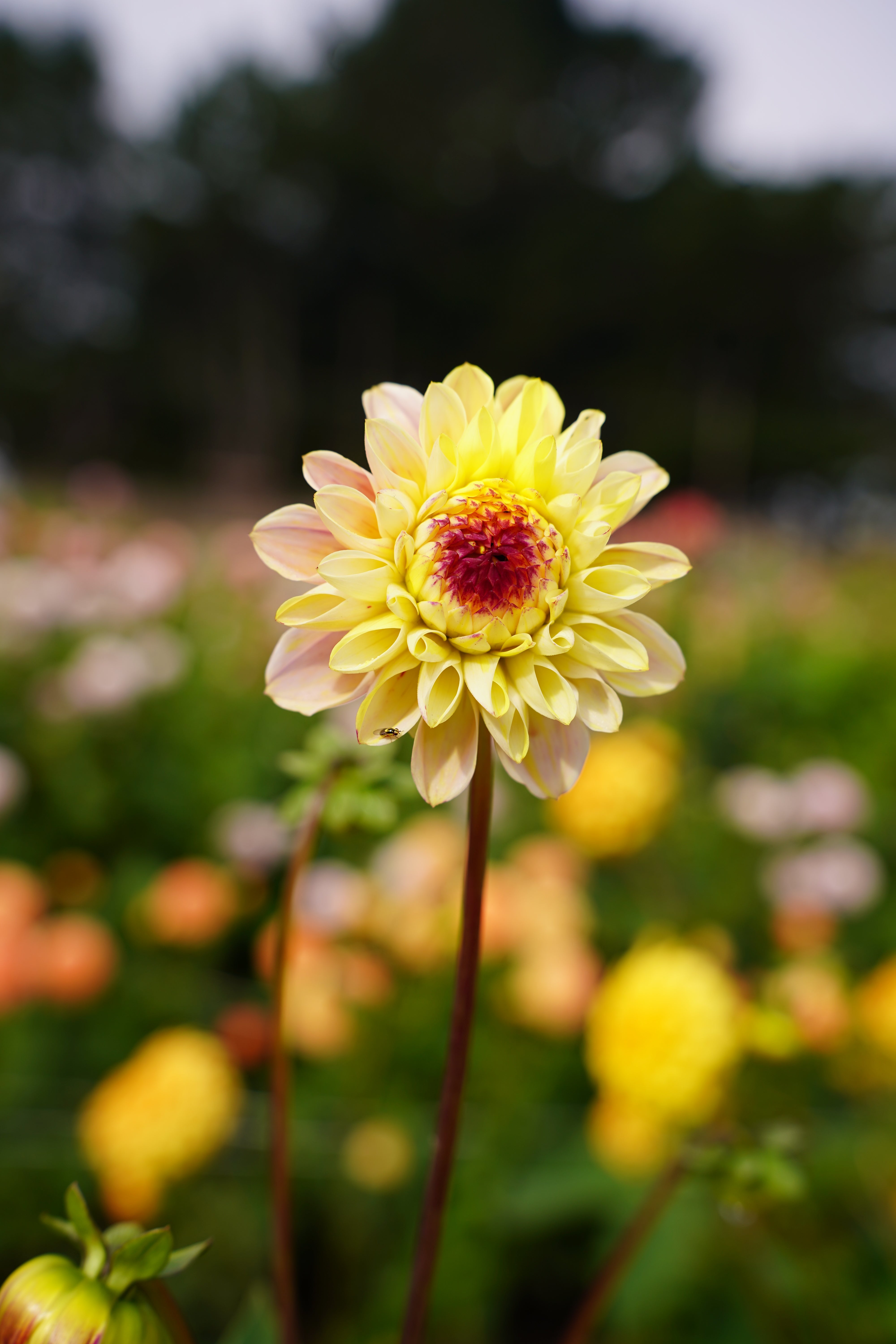 Wine Eyed Jill Dahlia Tuber