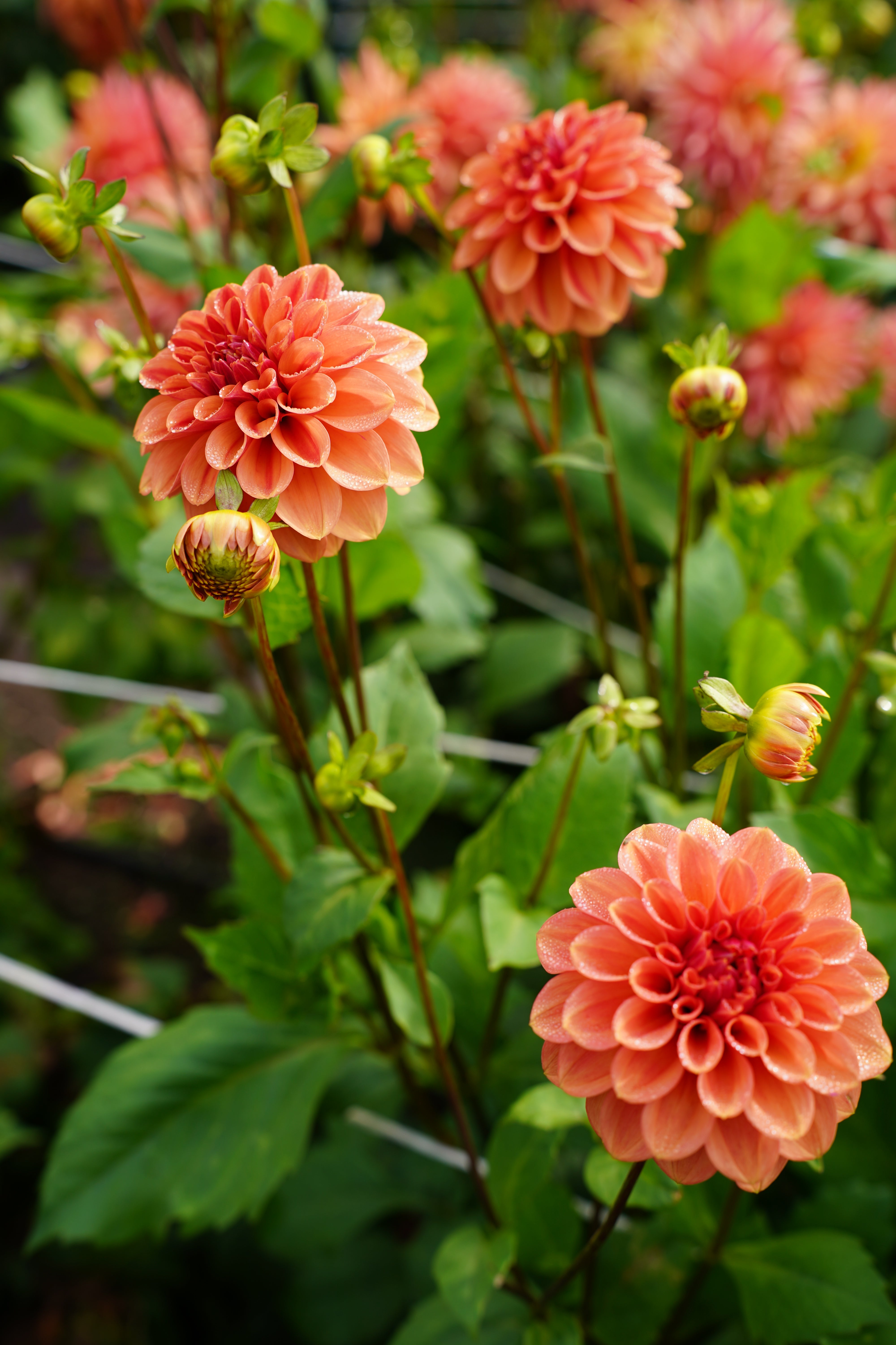 Ice Tea Dahlia Tuber