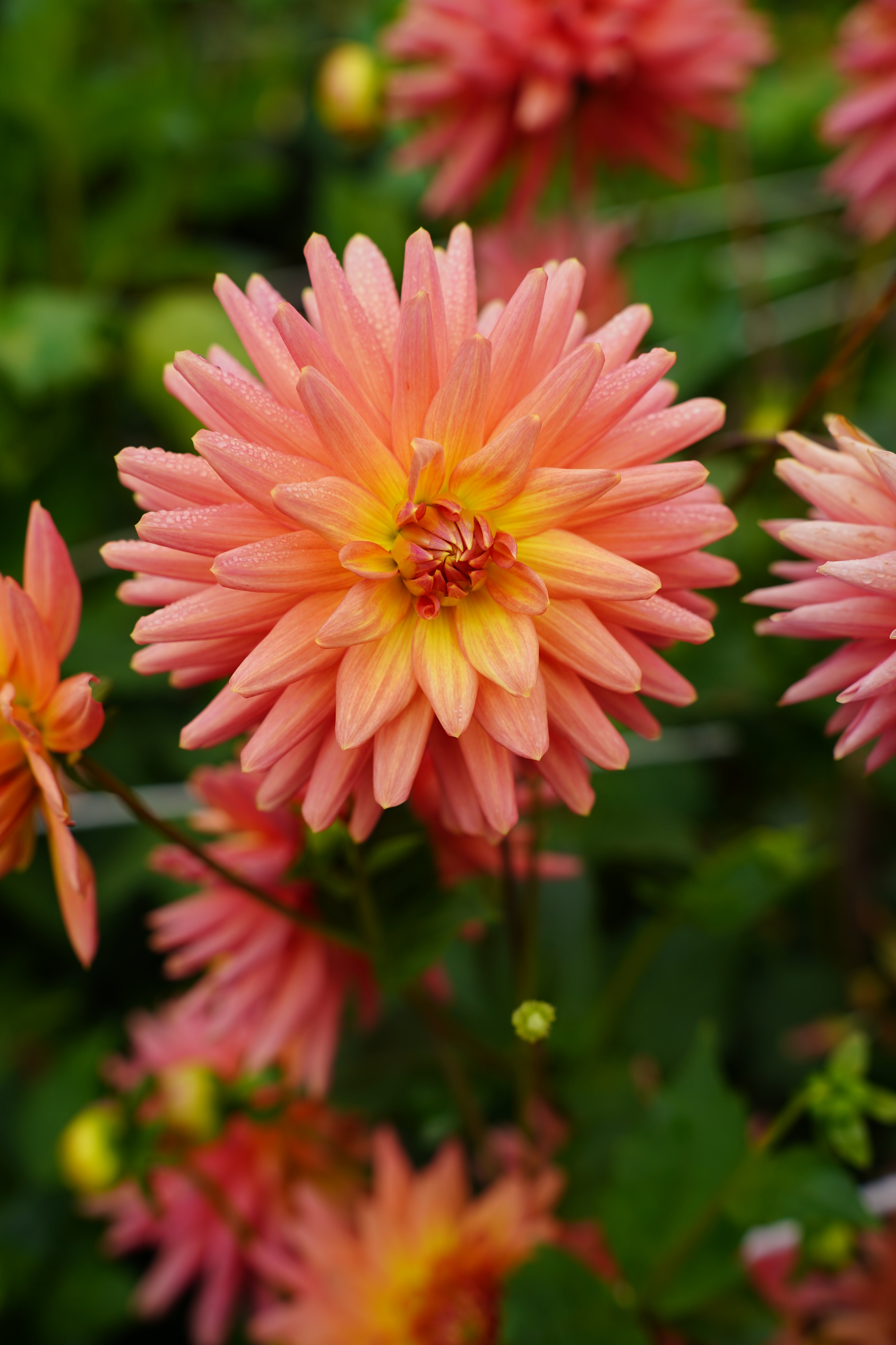 Bloomquist Love Dahlia Tuber
