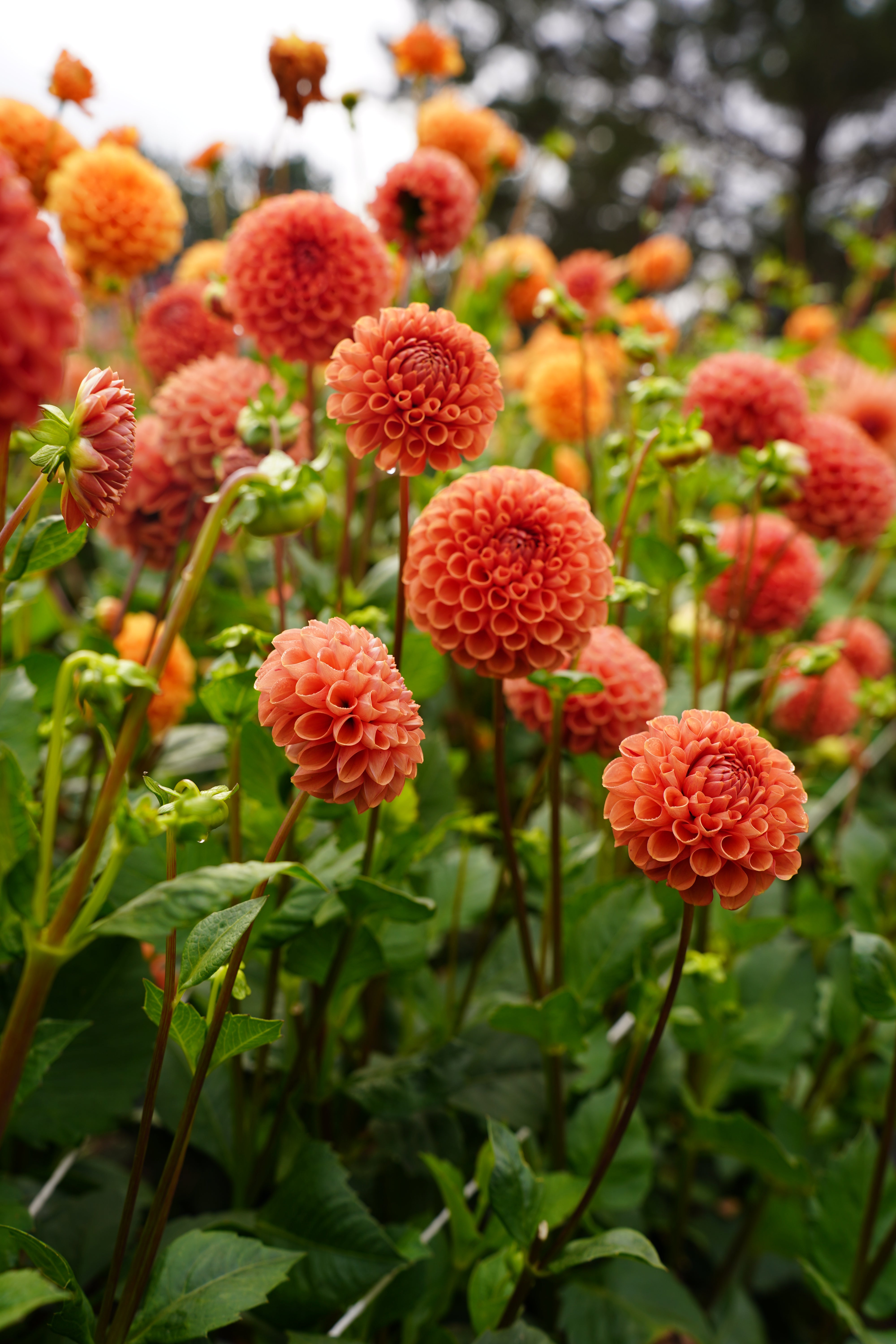 Cornel Bronze Dahlia Tuber