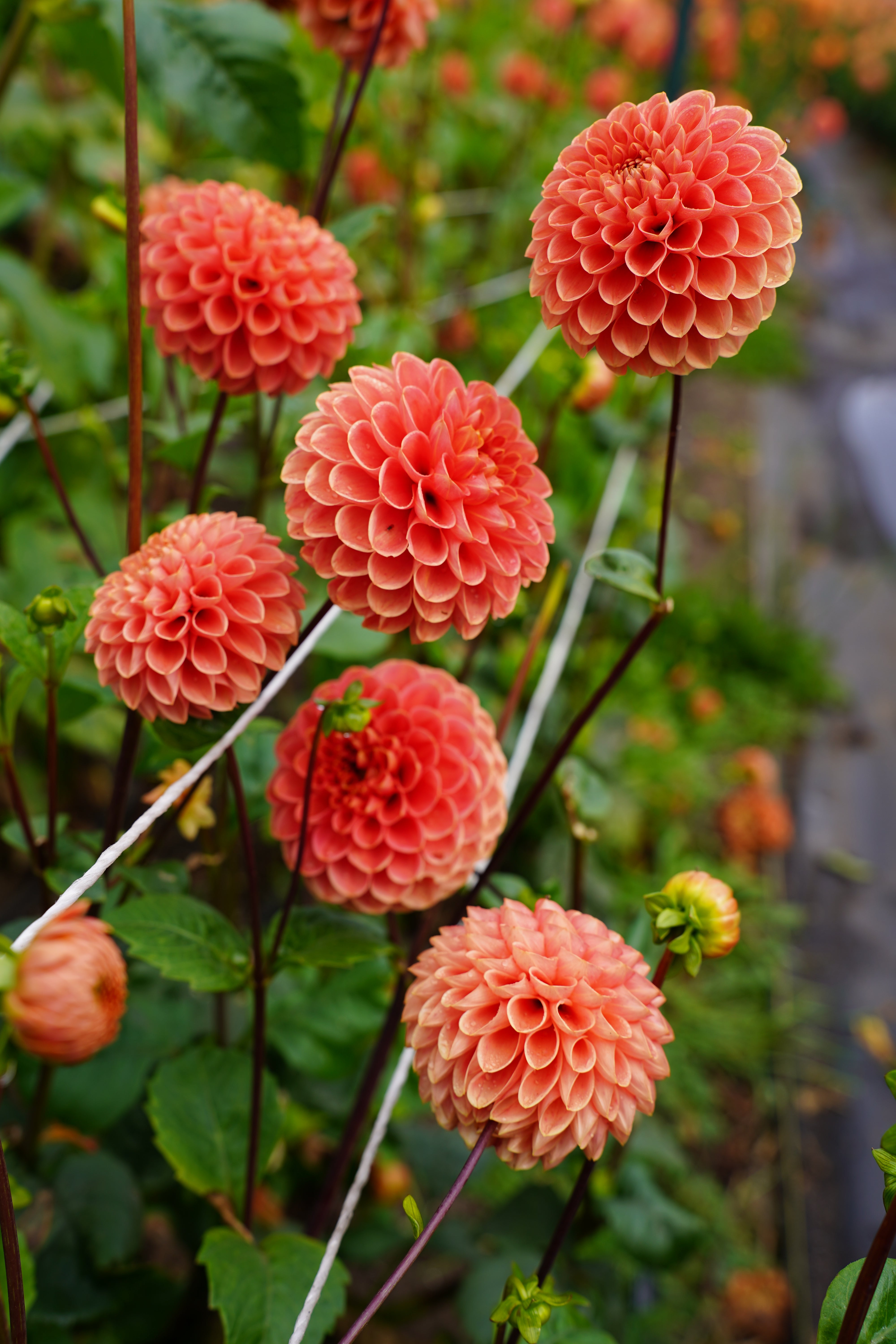 Jomanda Dahlia Tuber