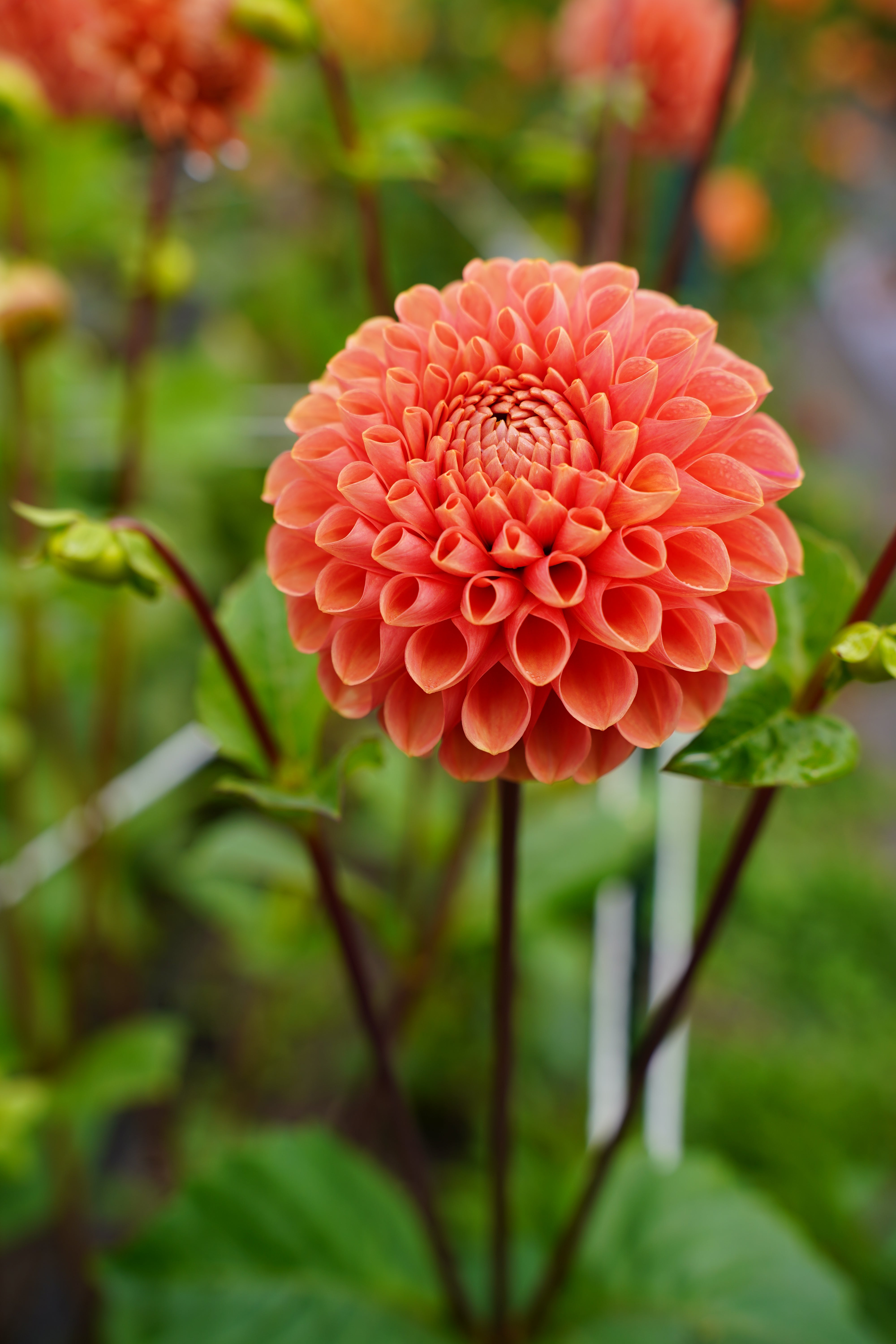 Jomanda Dahlia Tuber