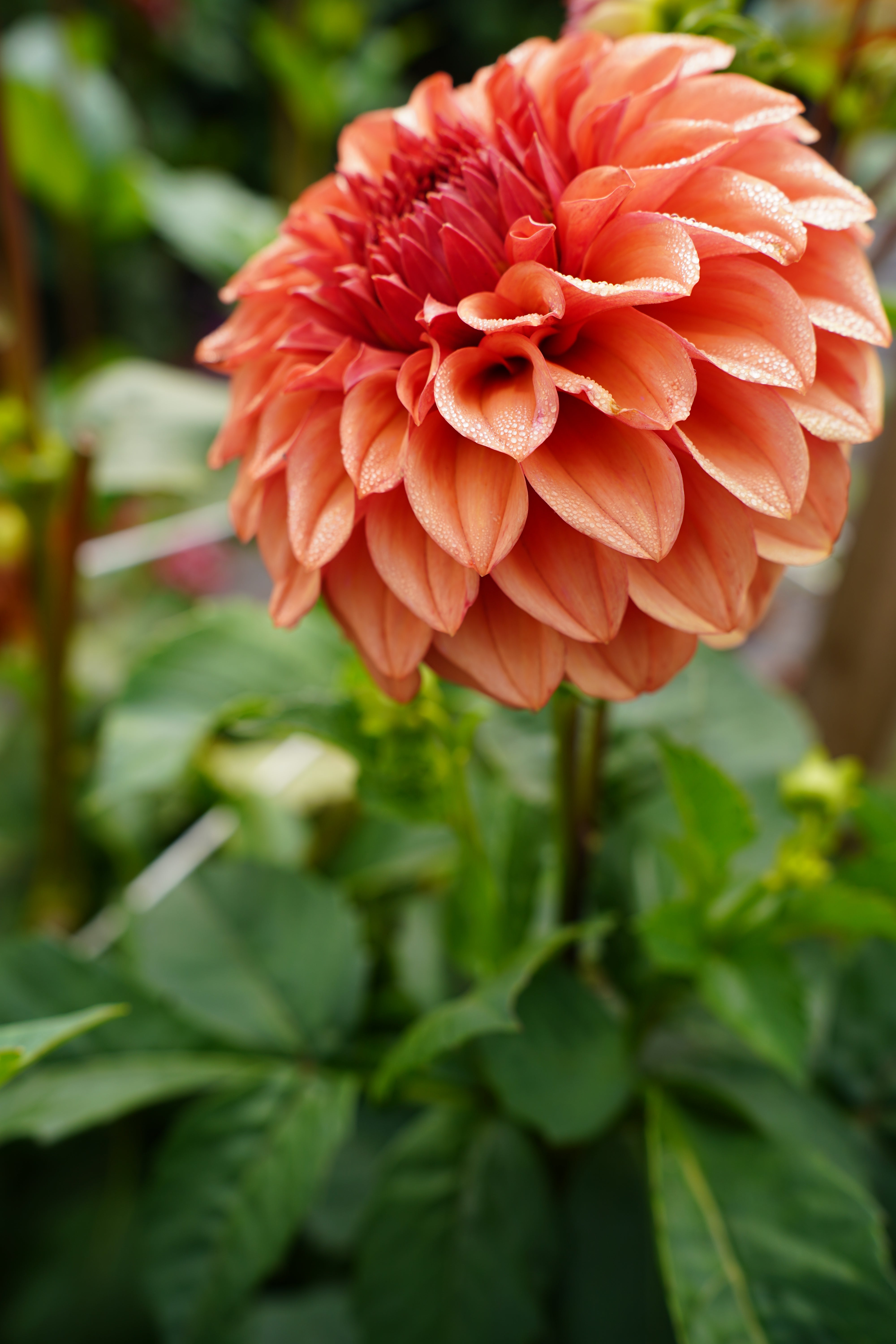 Orange Globe Dahlia Tuber