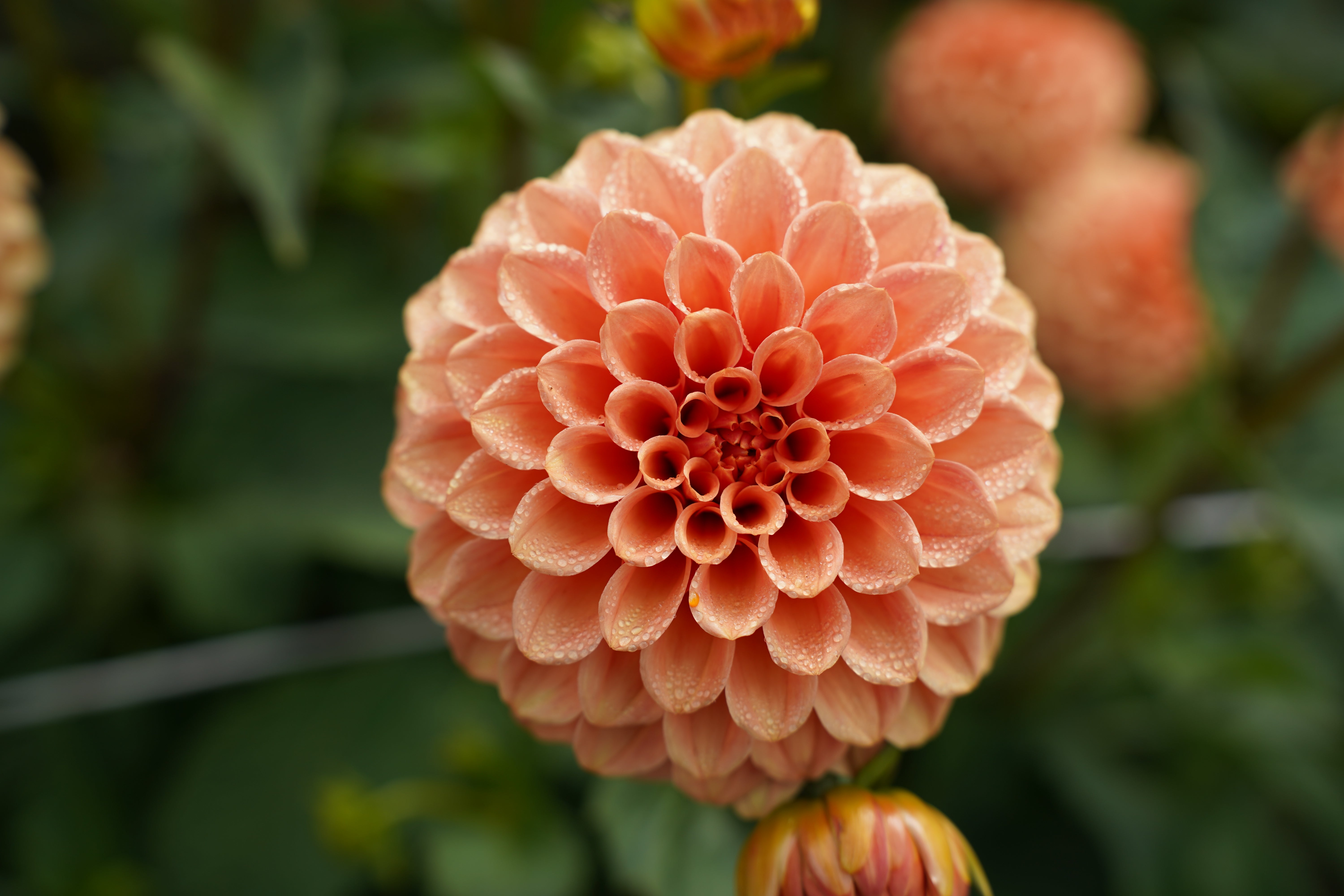 Rose Toscano Dahlia Tuber