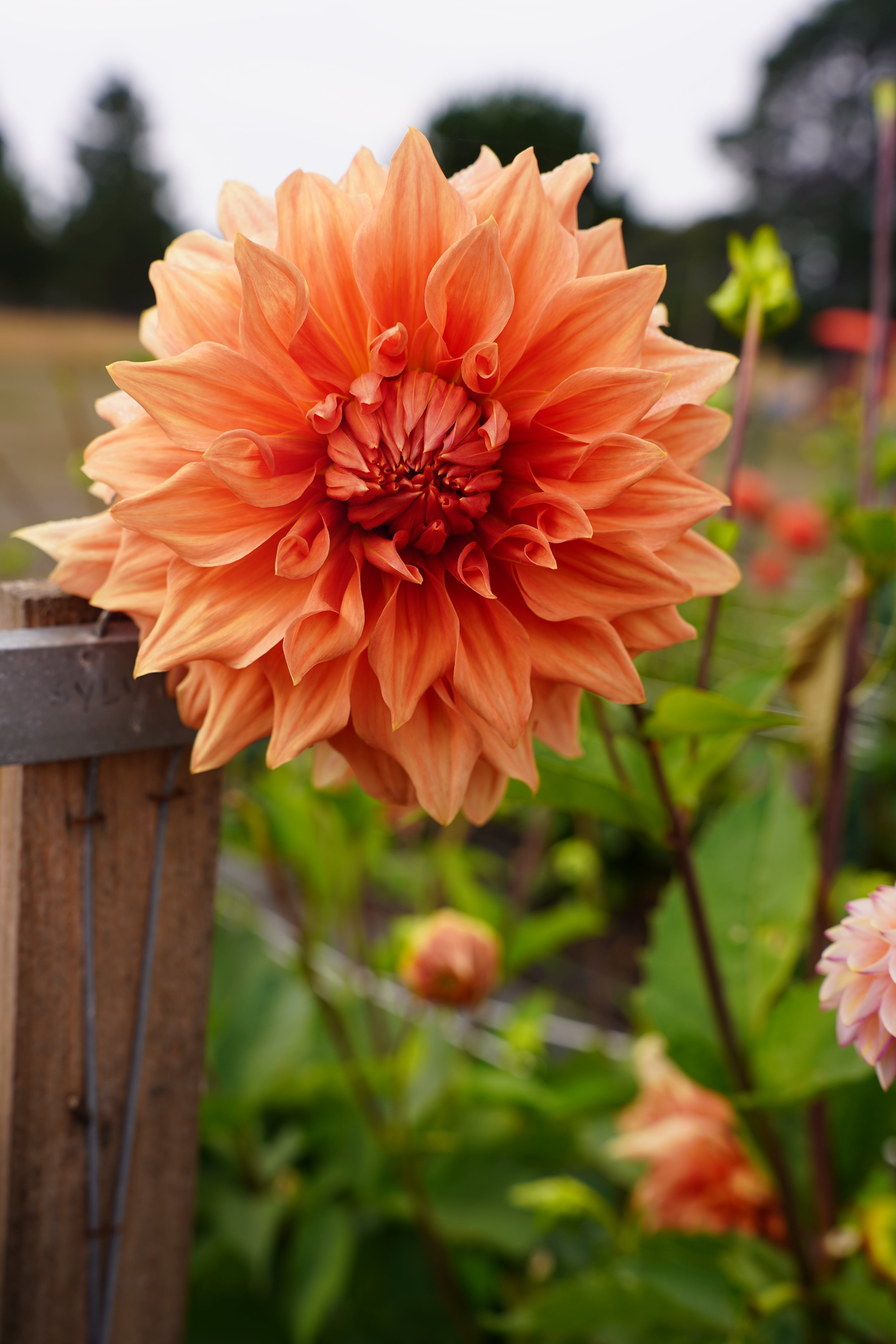 Sierra Glow Dahlia Tuber