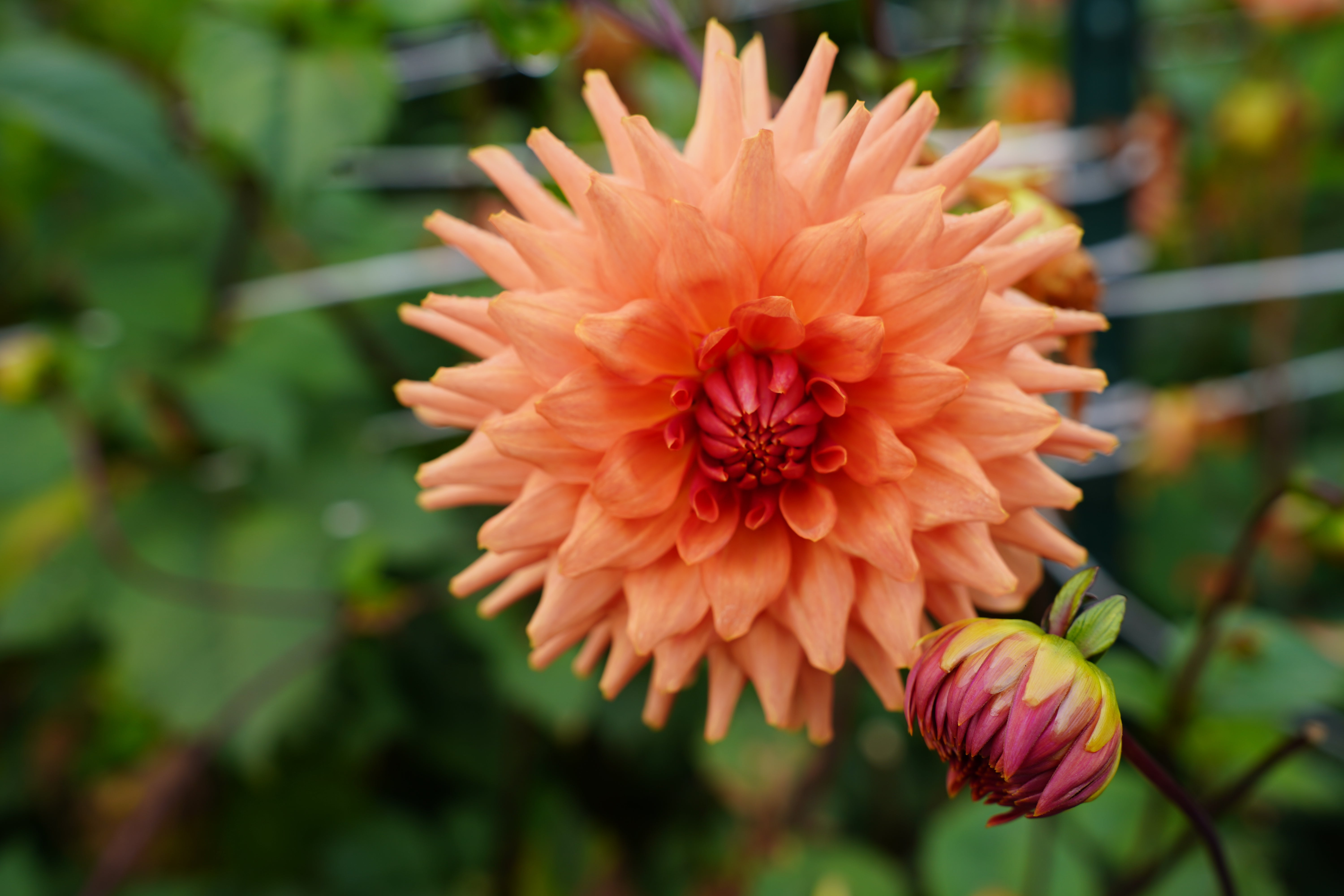 Terra Cotta Dahlia Tuber