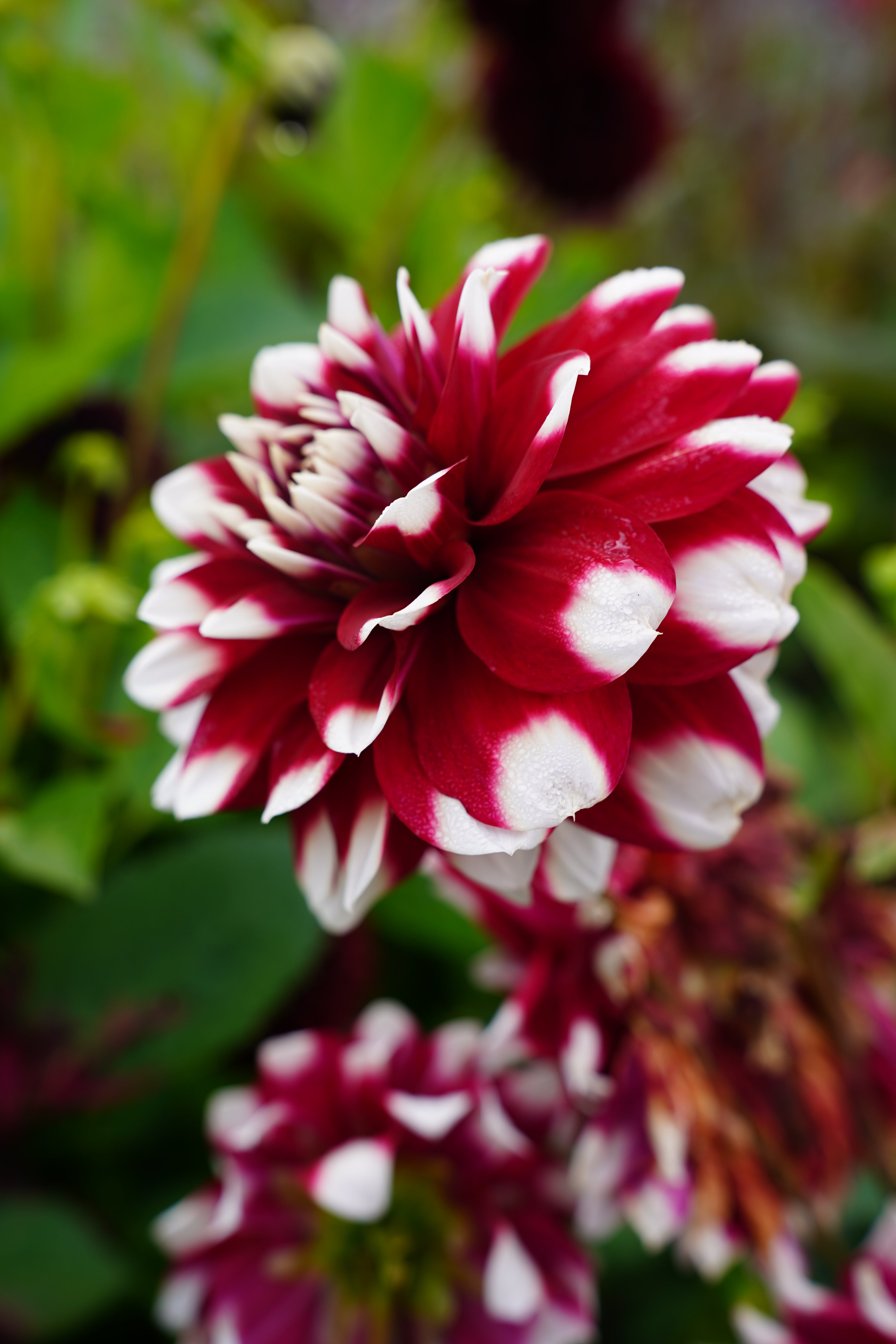Duet Dahlia Tuber