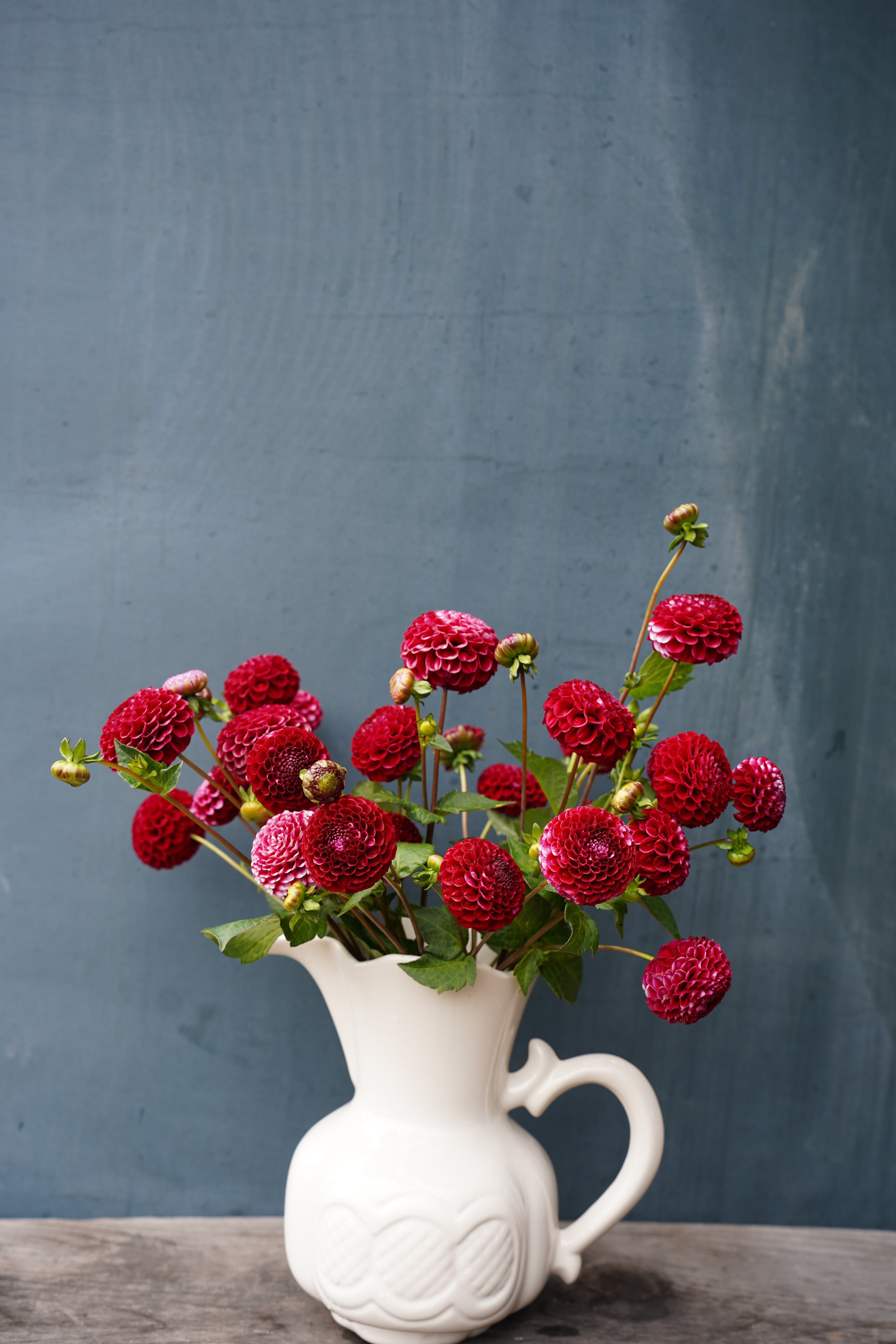 Chick A Dee Dahlia Tuber