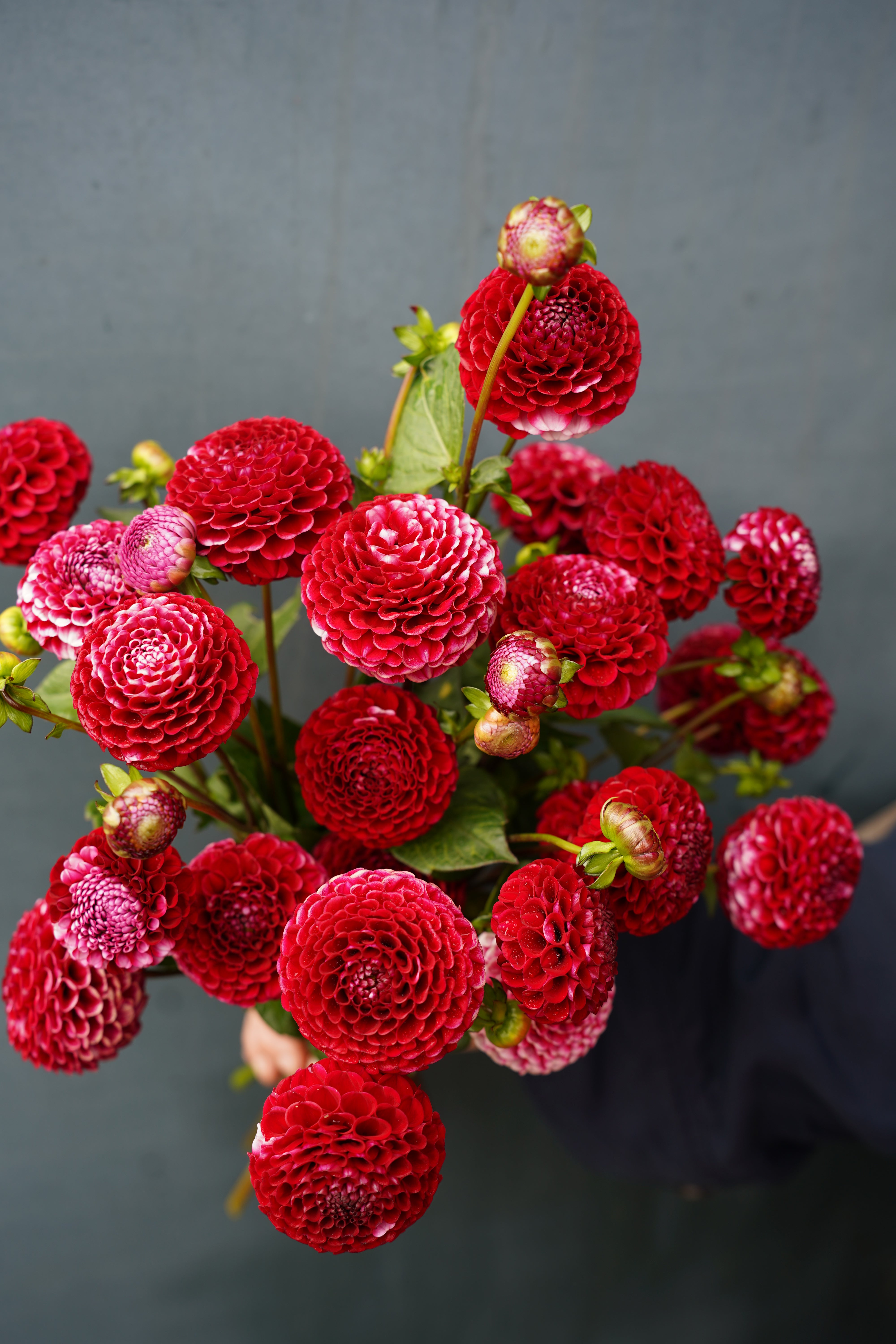 Chick A Dee Dahlia Tuber