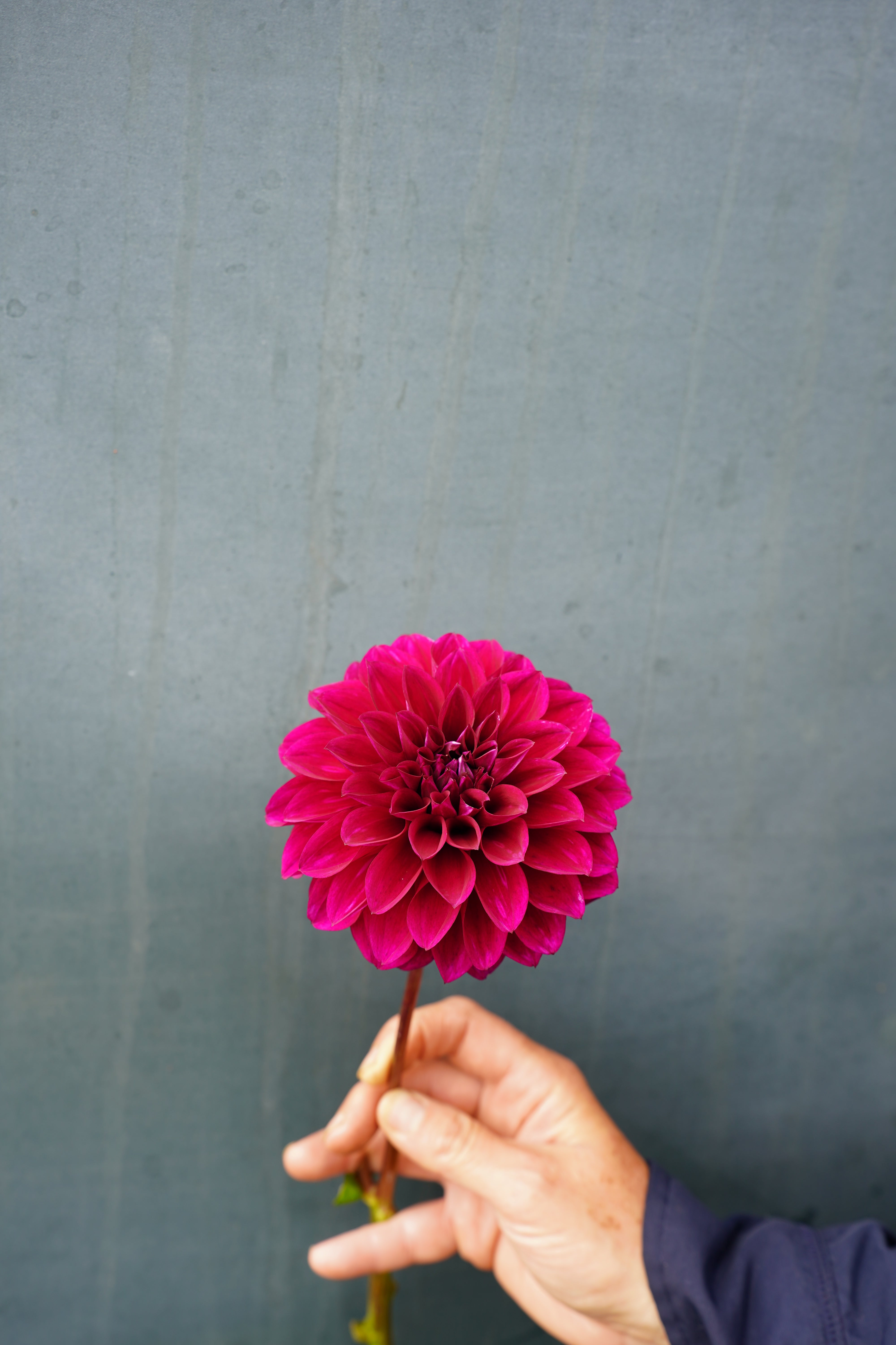 Woodlands Merinda Dahlia Tuber