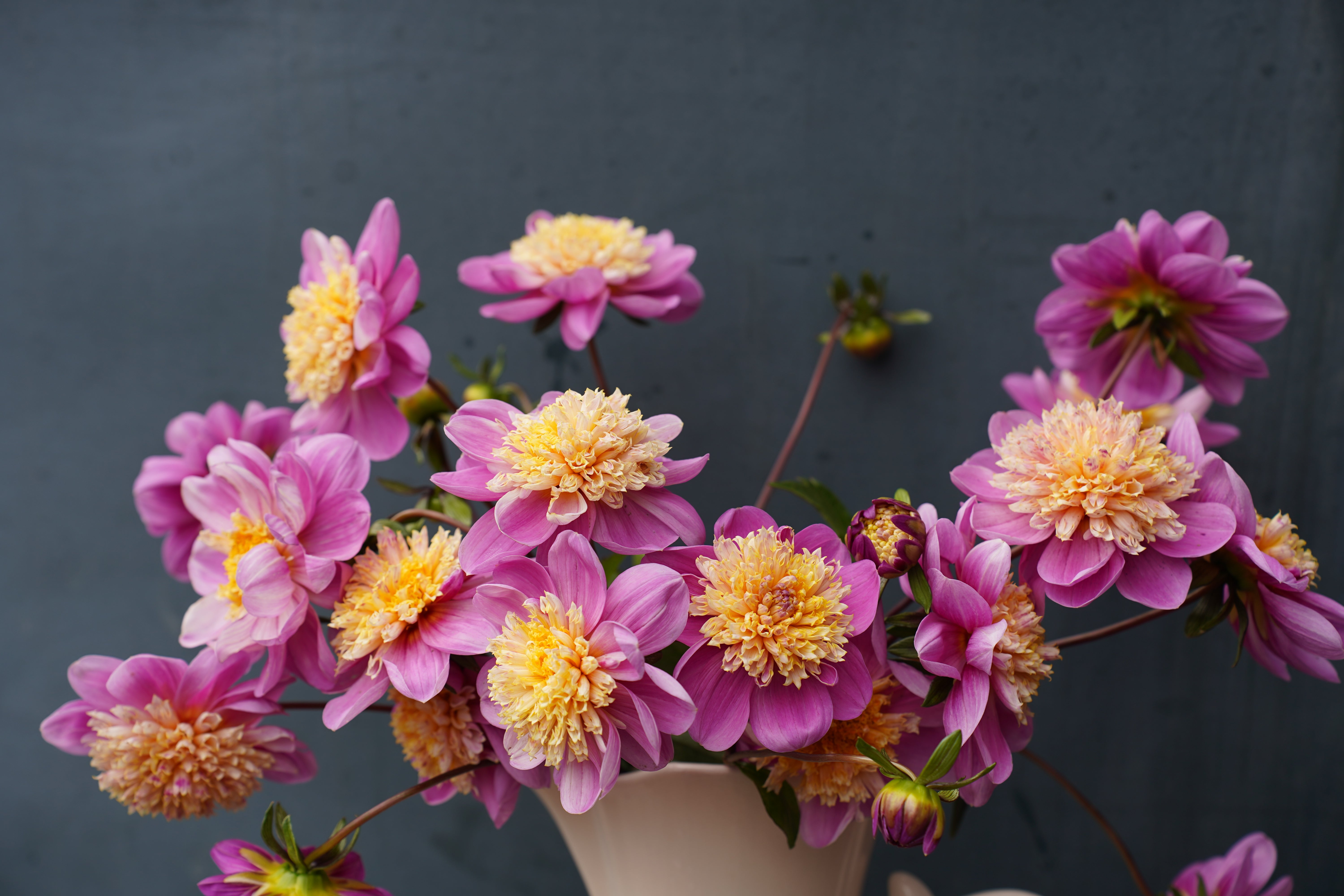 Take Off Dahlia Tuber