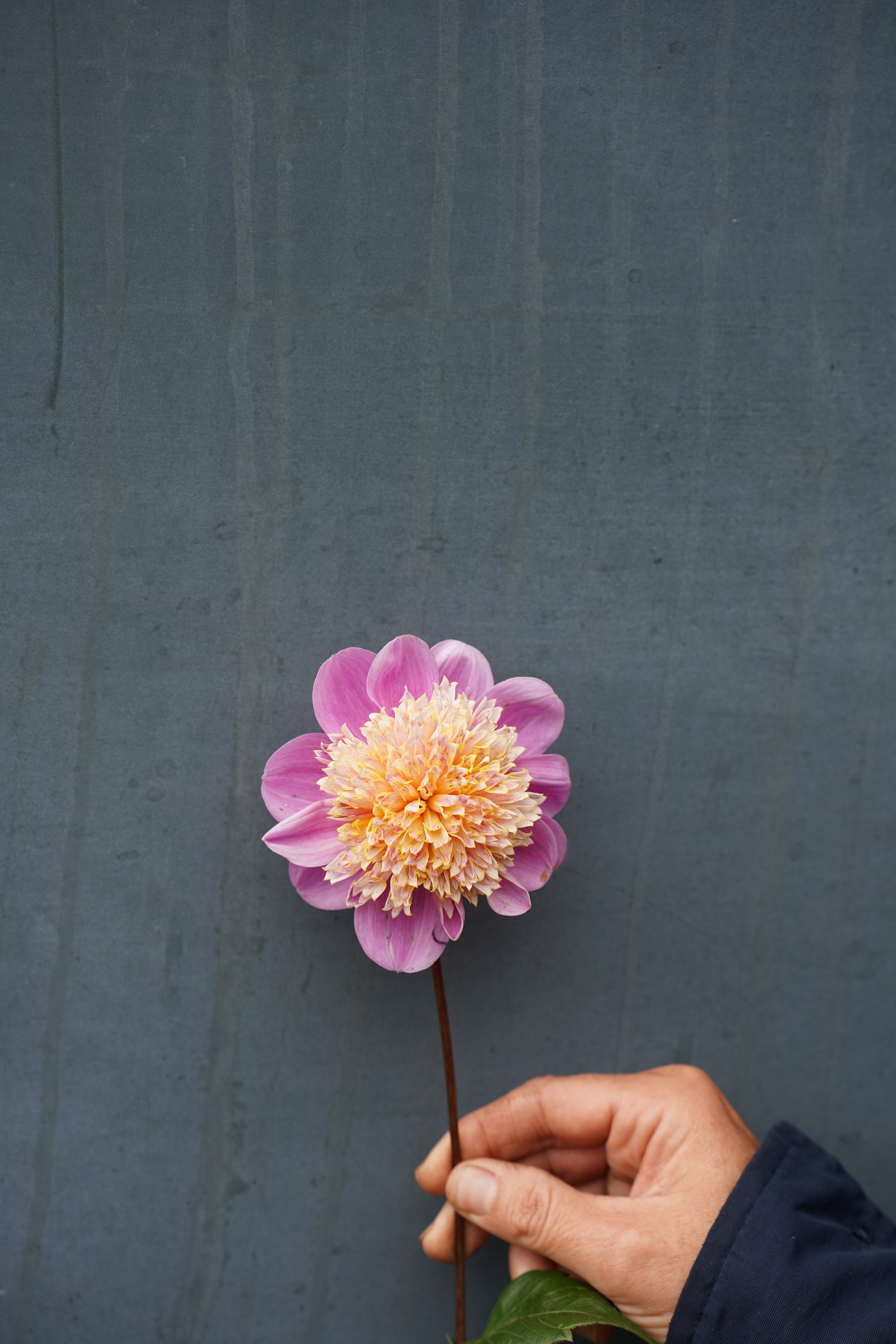 Take Off Dahlia Tuber