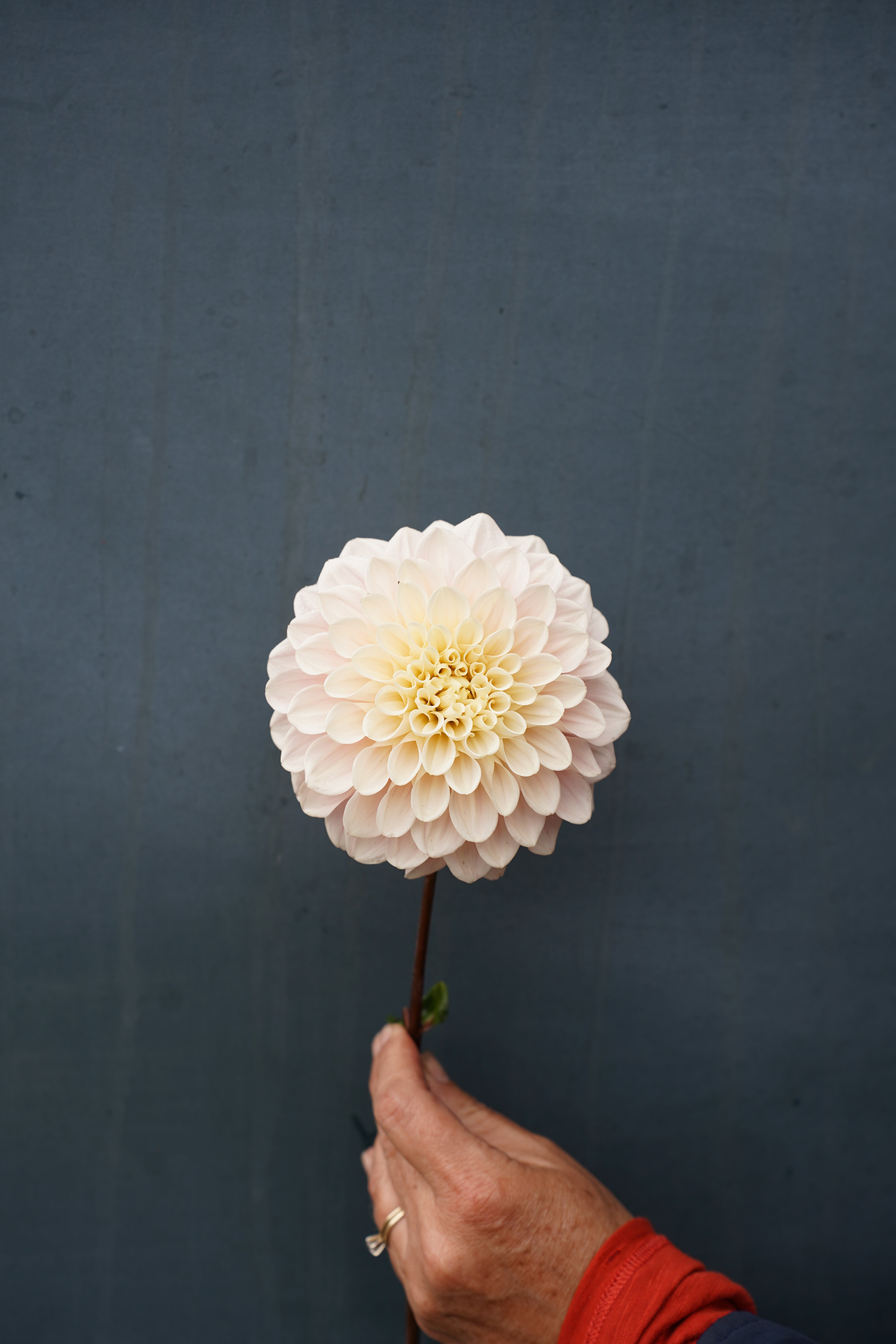 Sweet Nathalie Dahlia Tuber