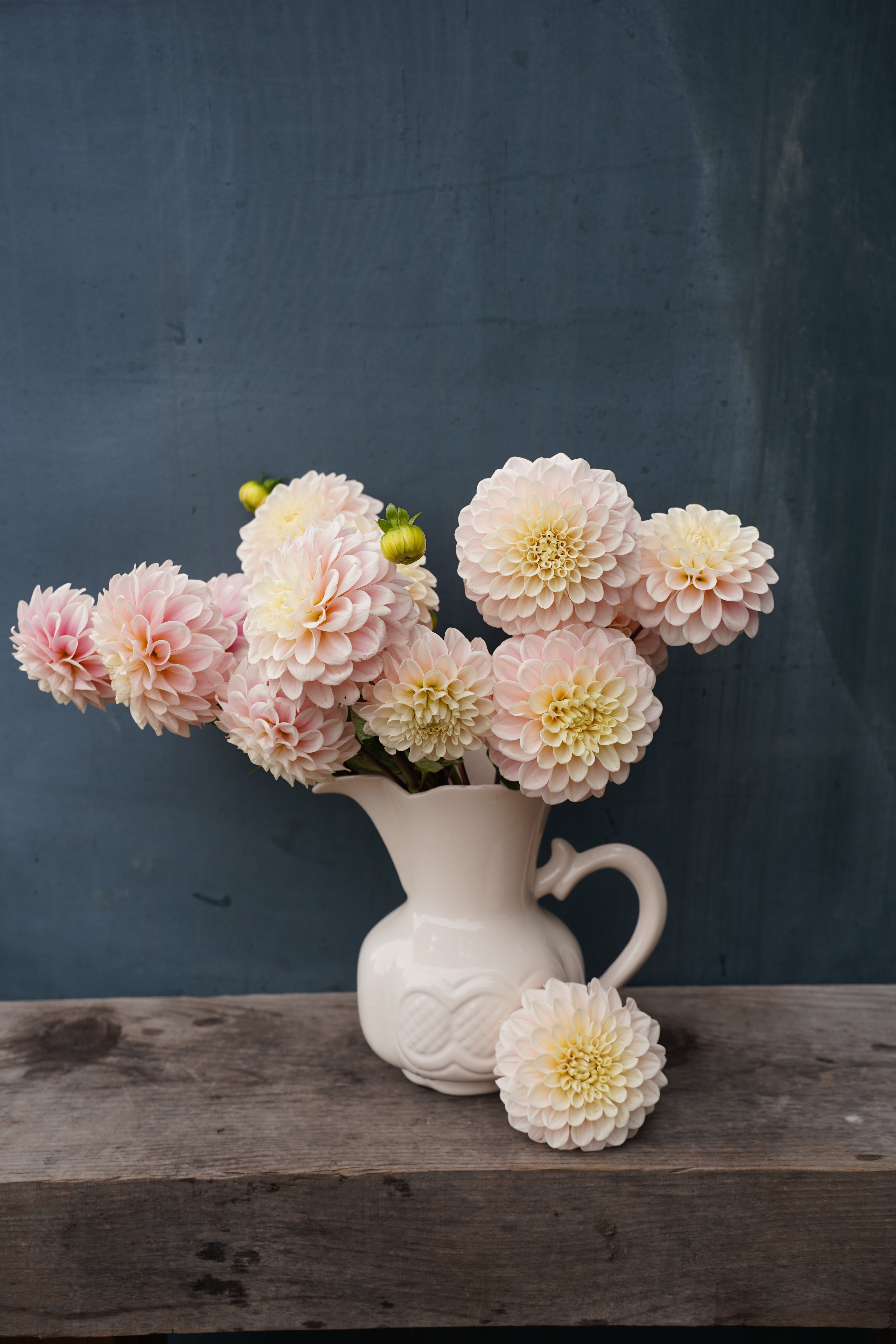Sweet Nathalie Dahlia Tuber