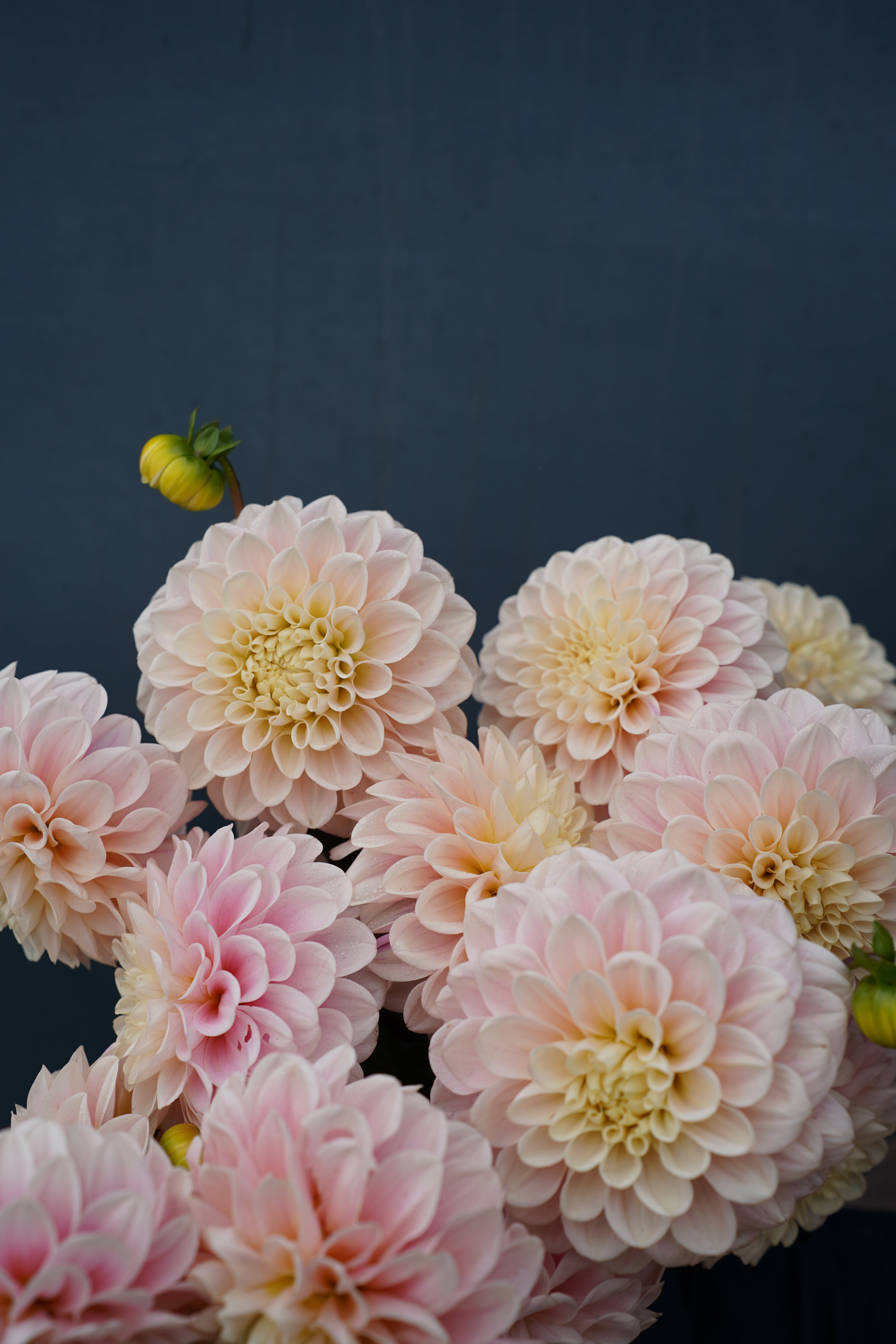 Sweet Nathalie Dahlia Tuber