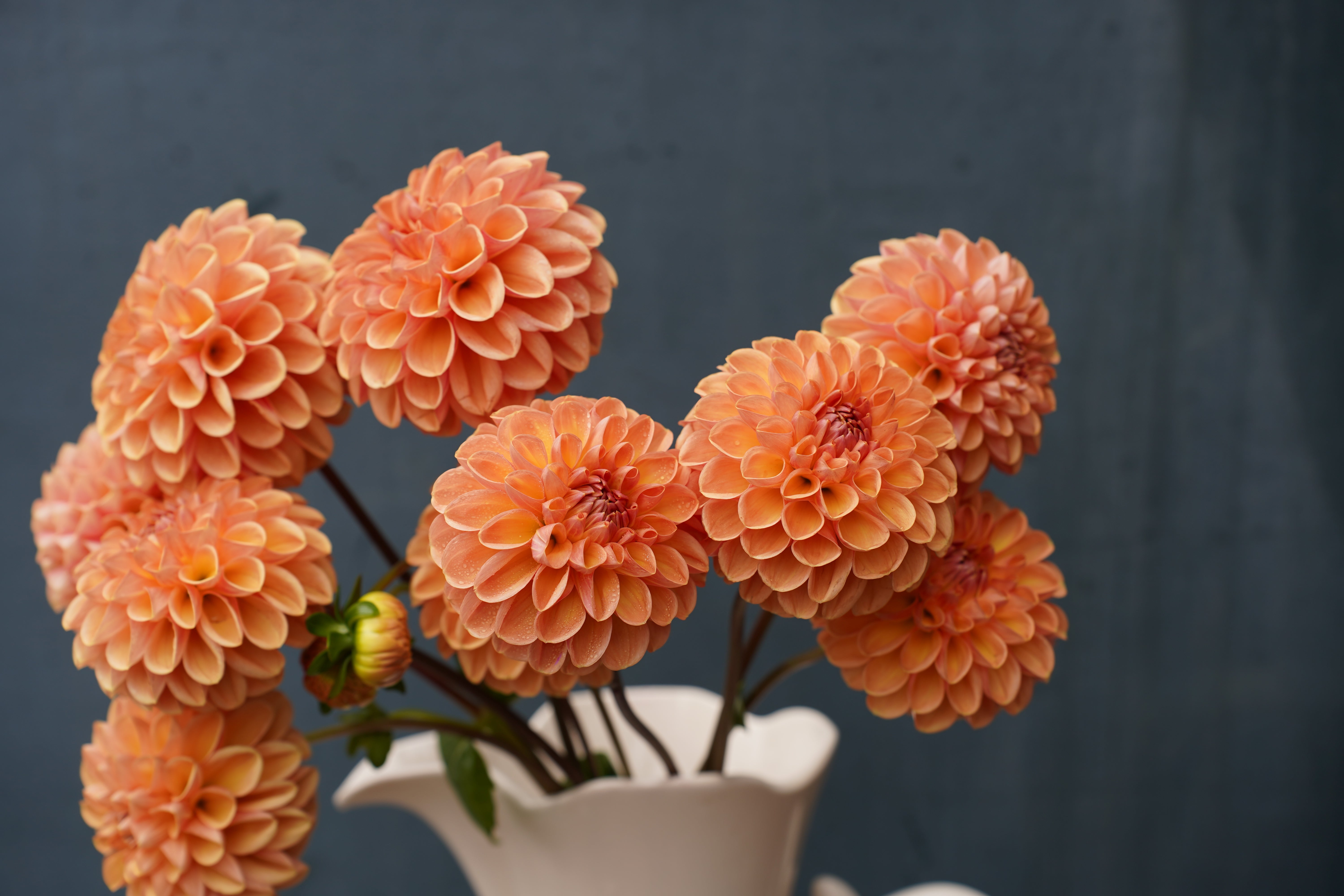 Valley Tawny Dahlia Tuber