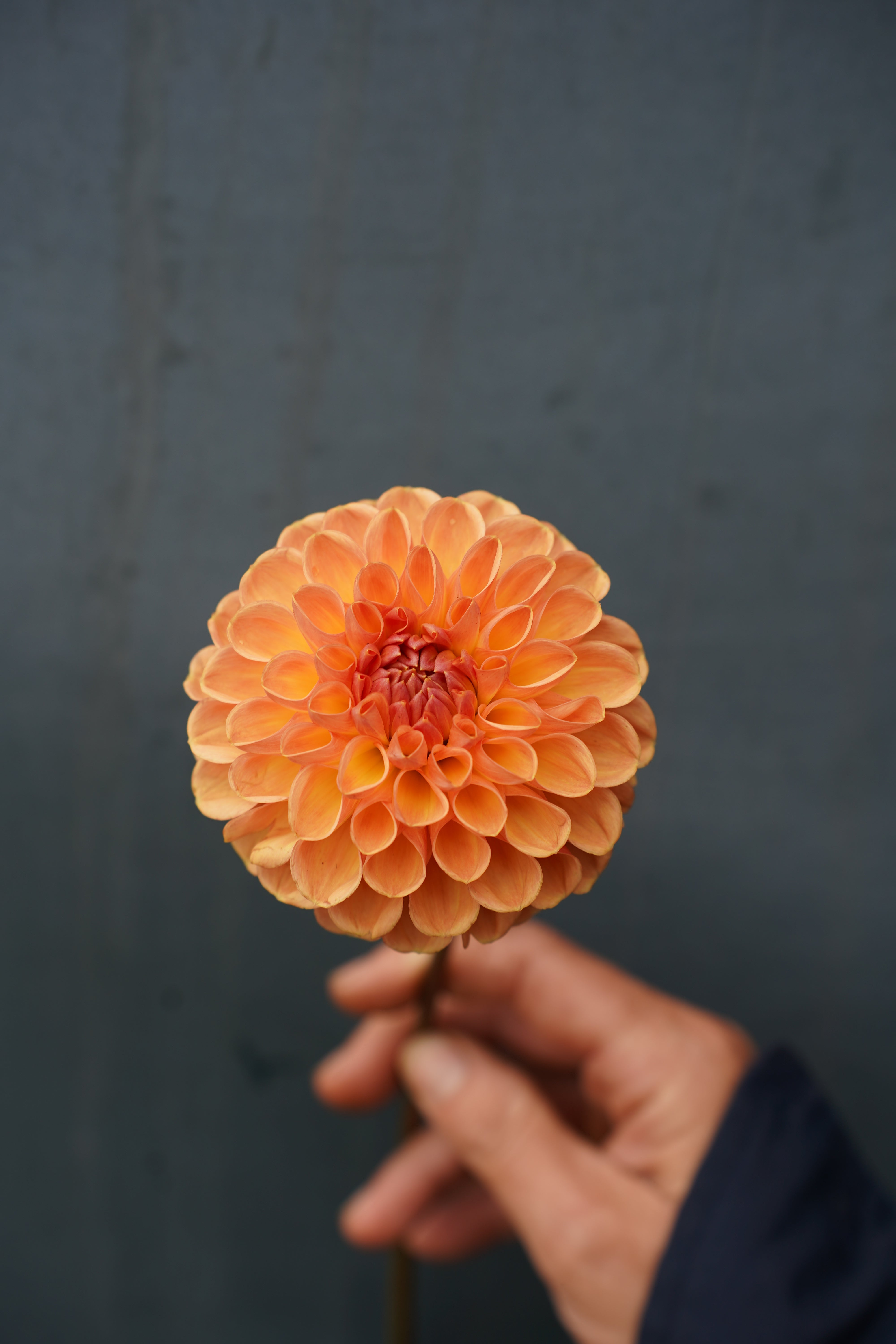 Valley Tawny Dahlia Tuber