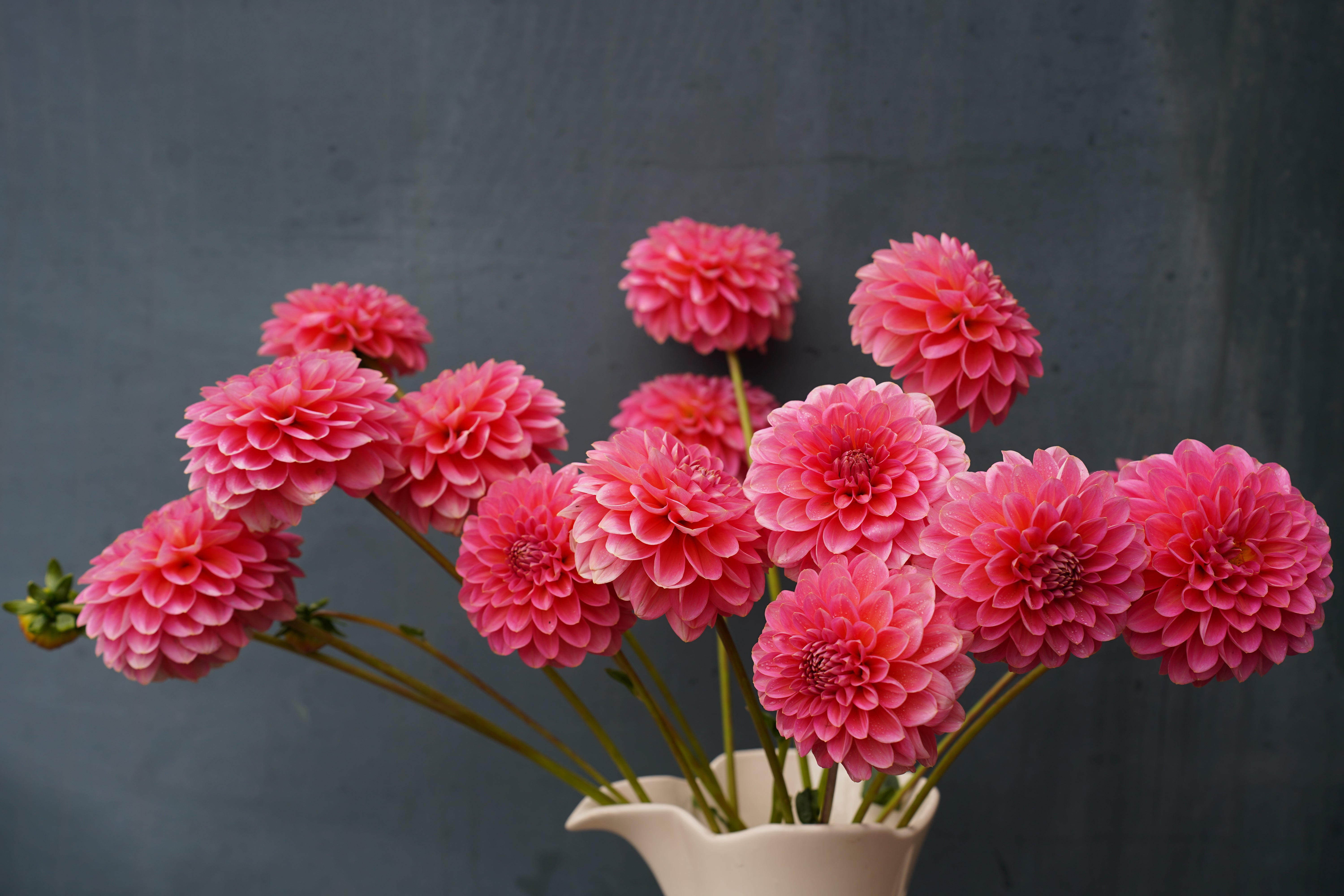 Pink Runner Dahlia Tuber