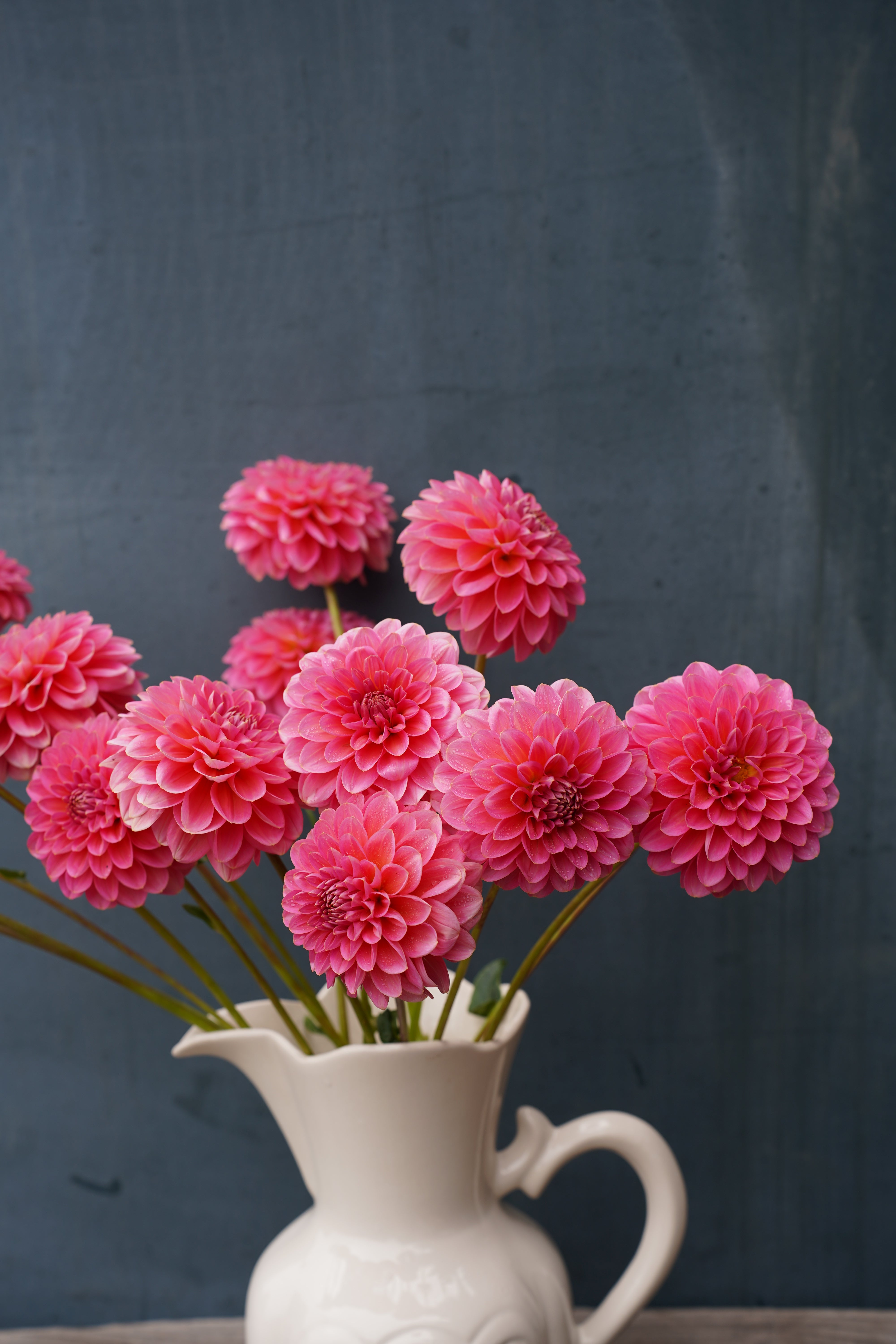 Pink Runner Dahlia Tuber