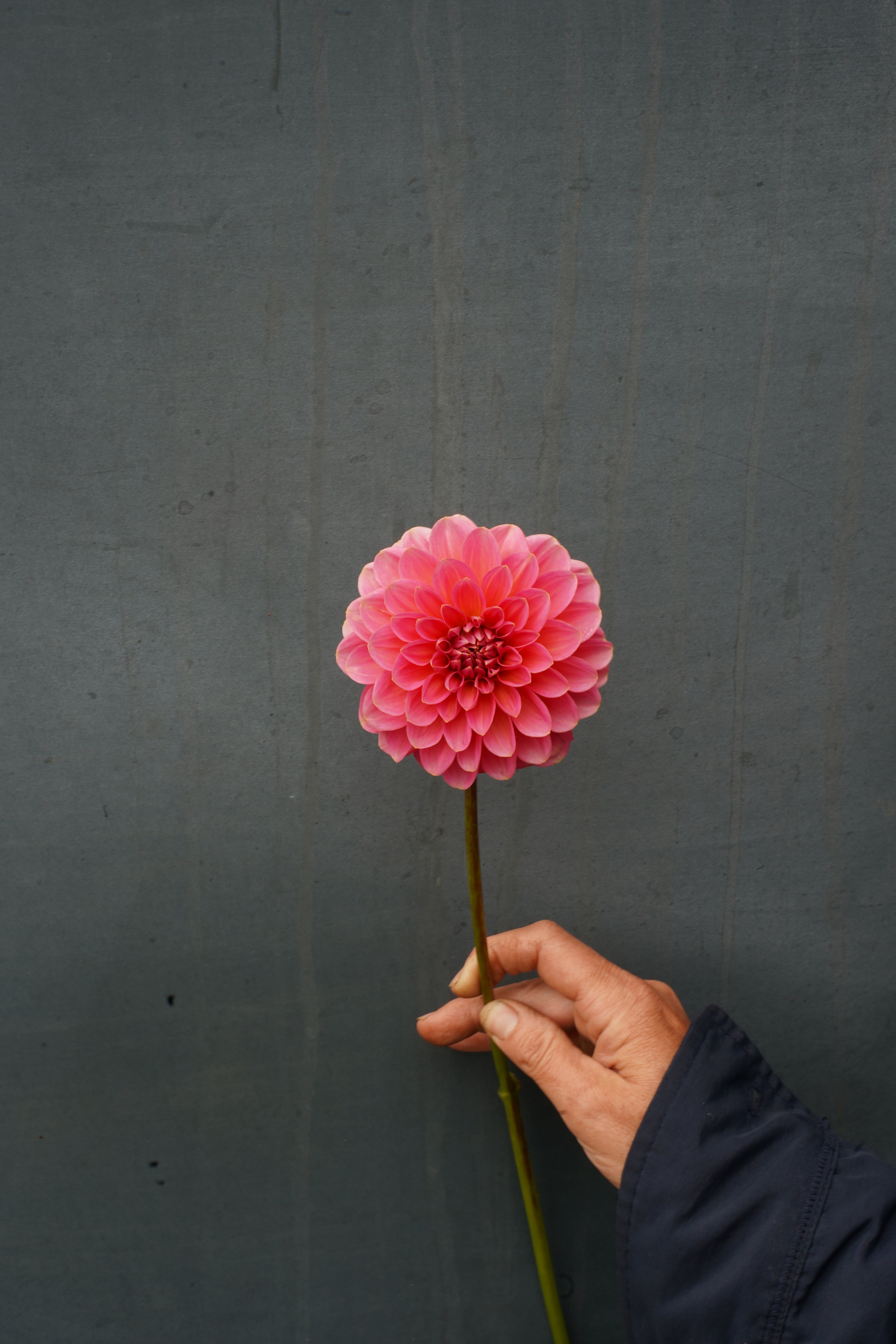 Pink Runner Dahlia Tuber