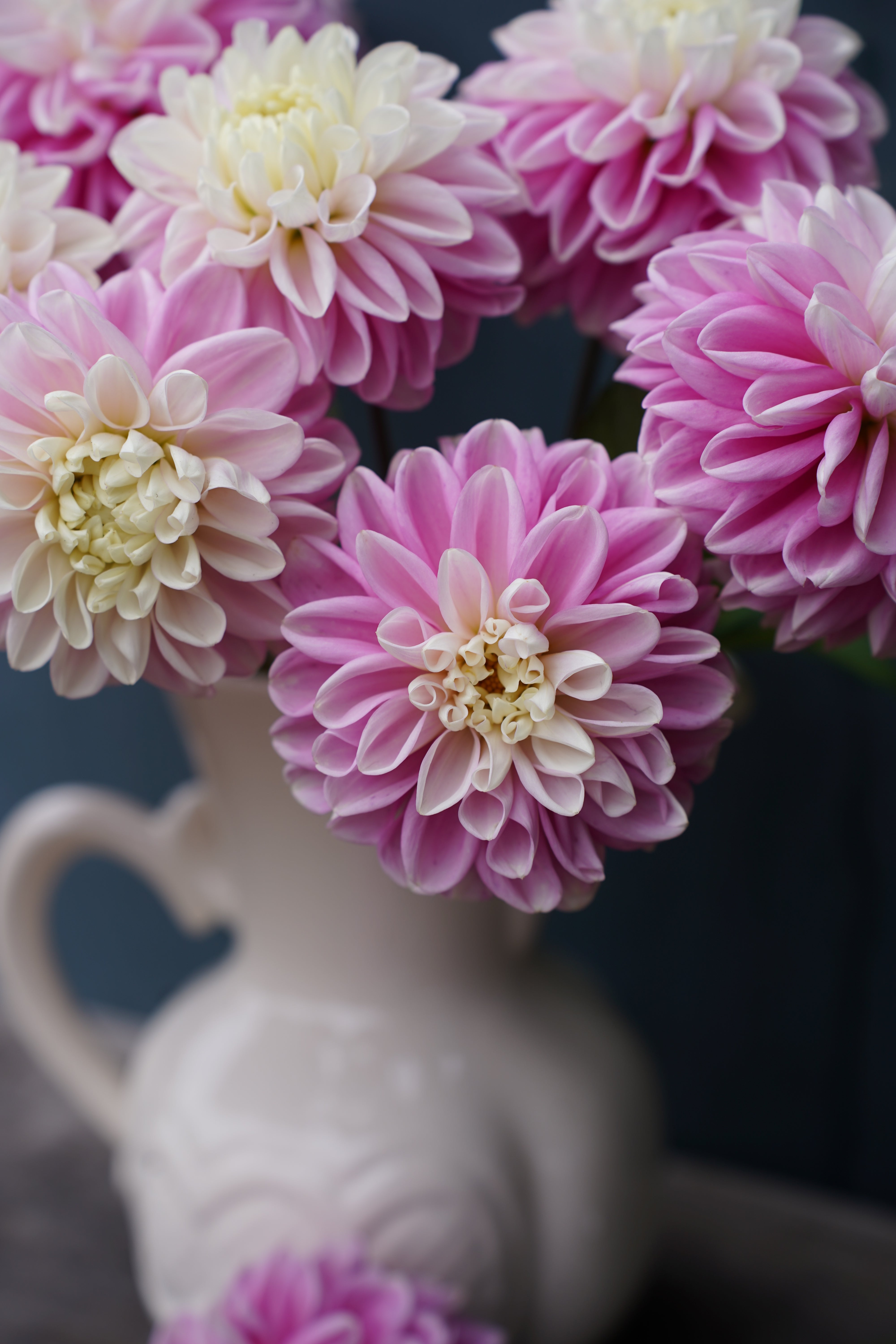 Sweet Love Dahlia Tuber