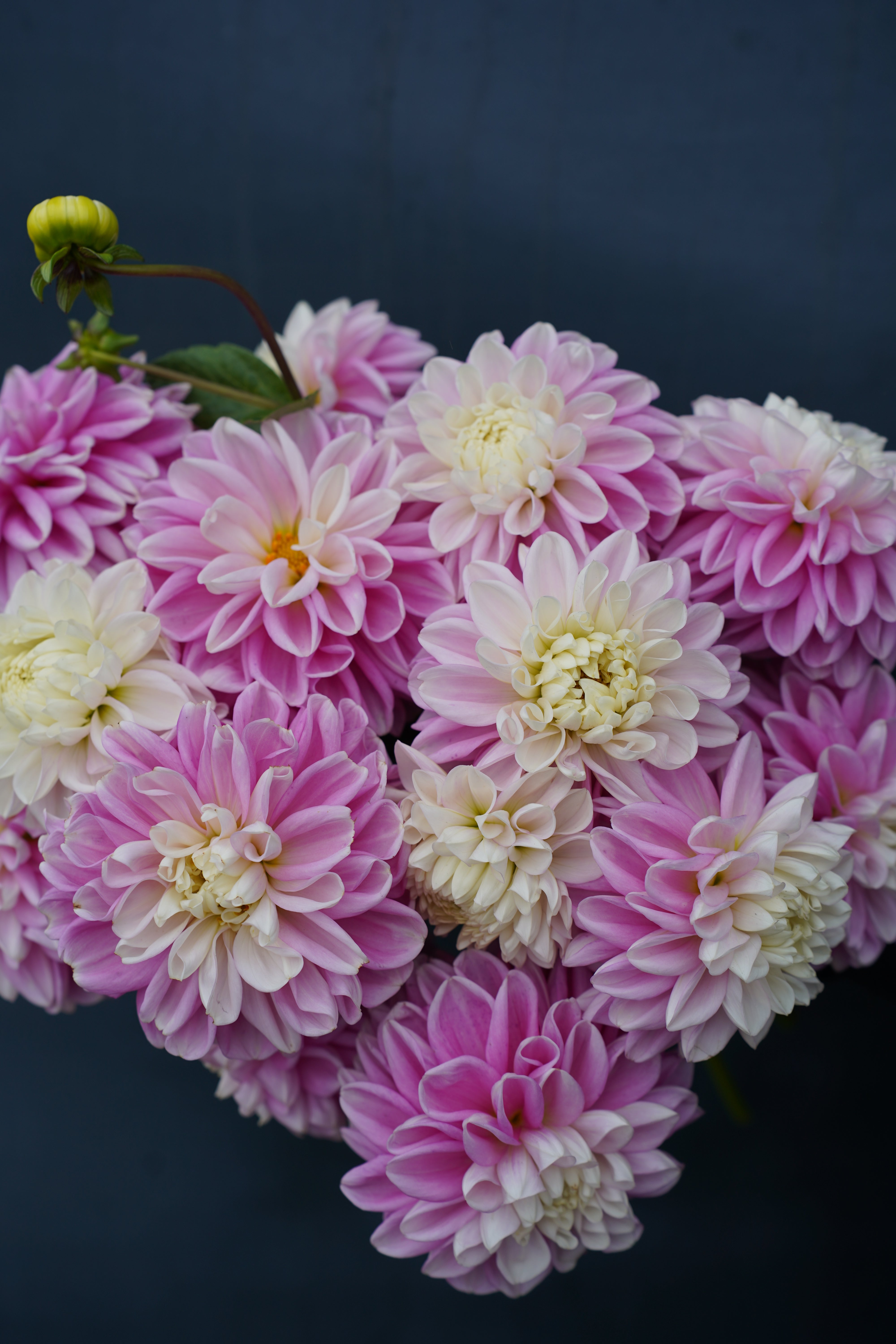 Sweet Love Dahlia Tuber