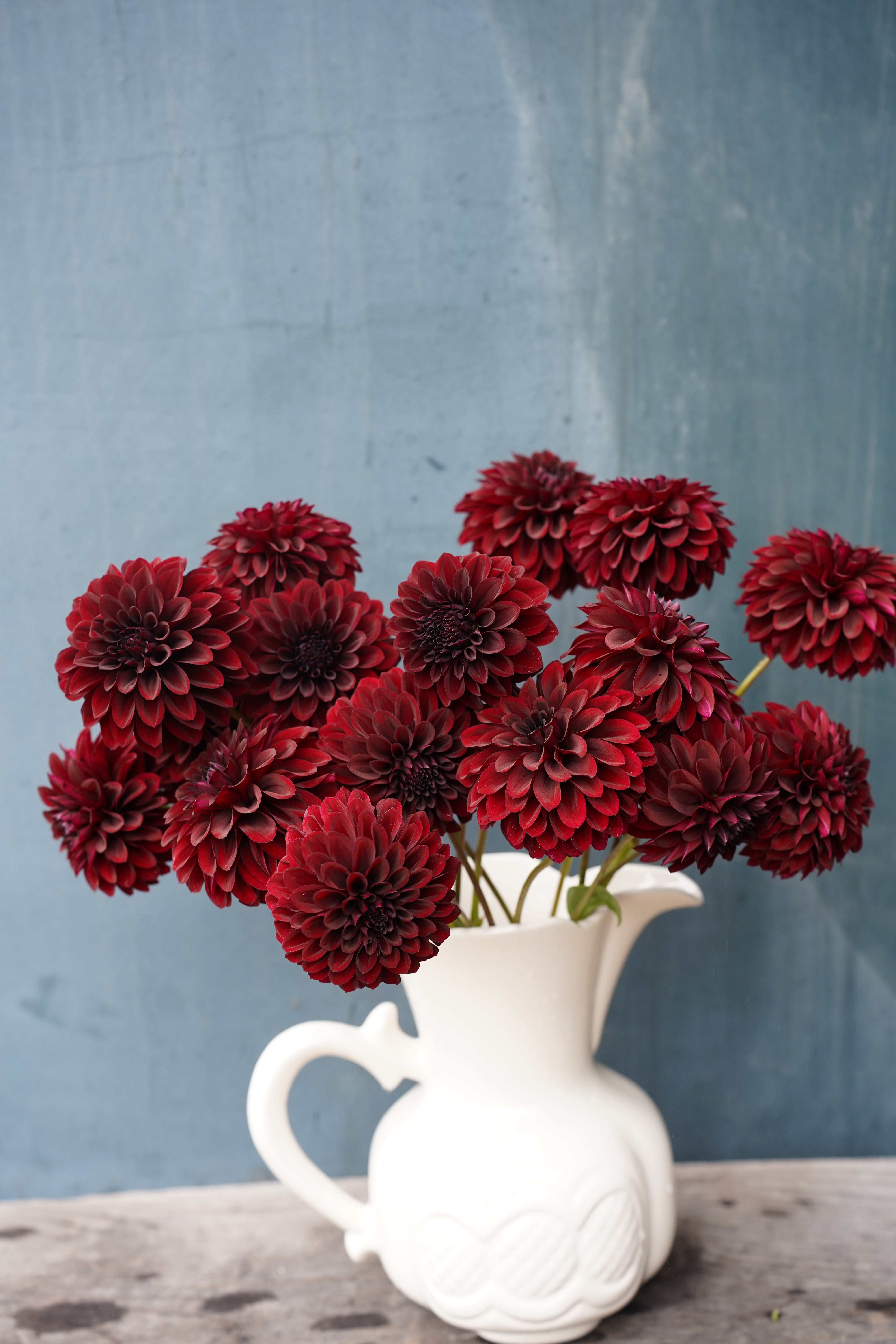 Black Satin Dahlia Tuber