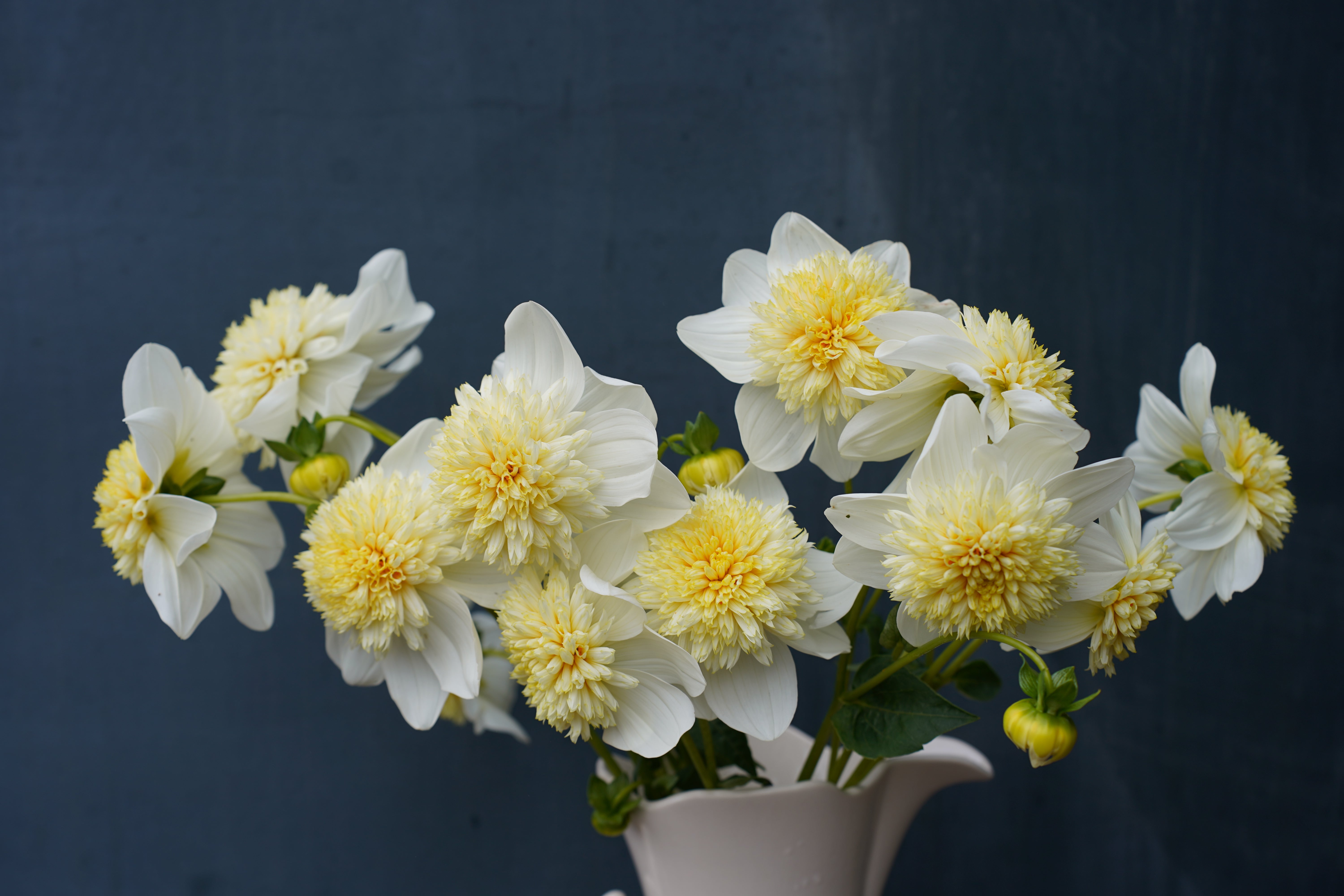 Platinum Blonde Dahlia Tuber