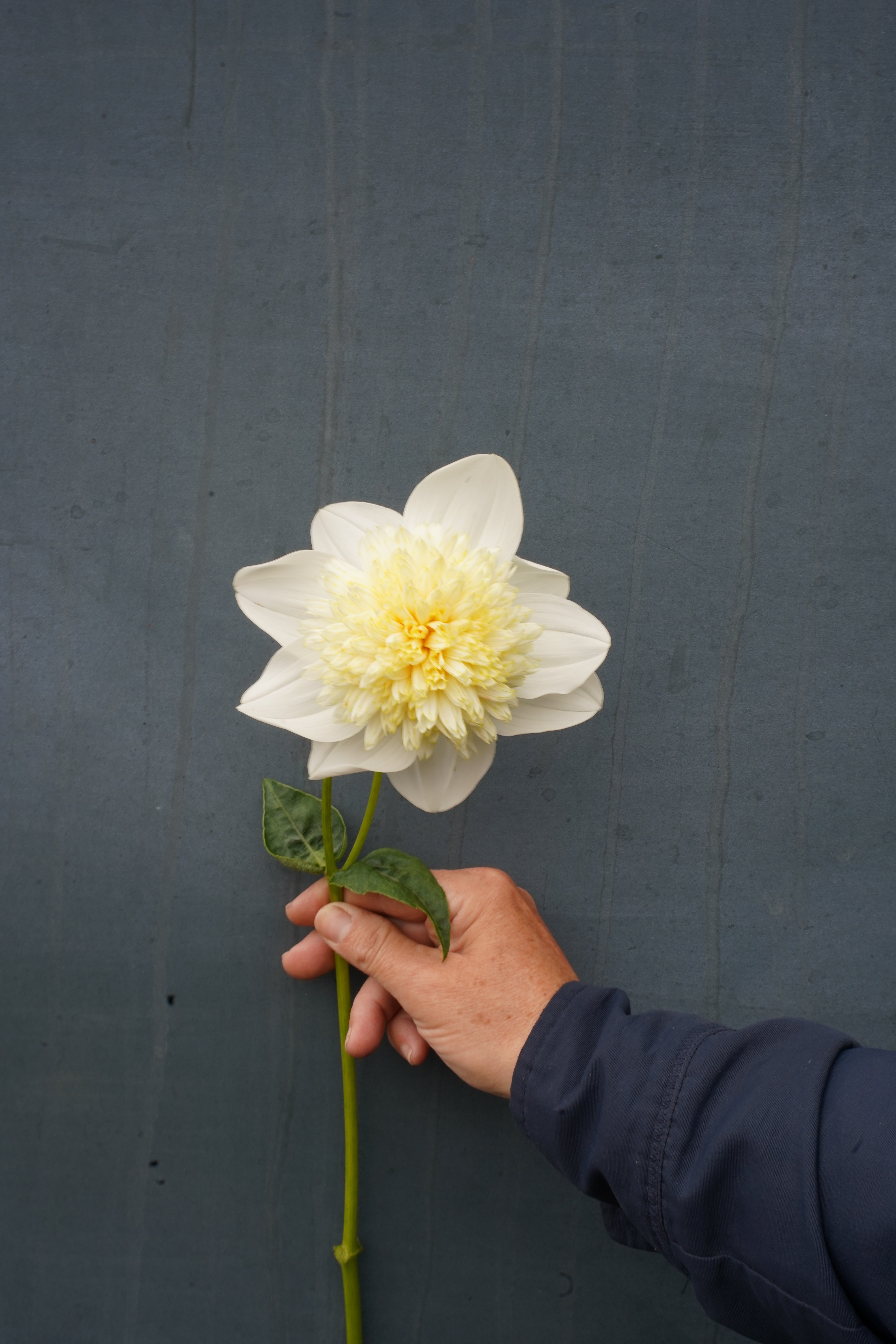 Platinum Blonde Dahlia Tuber