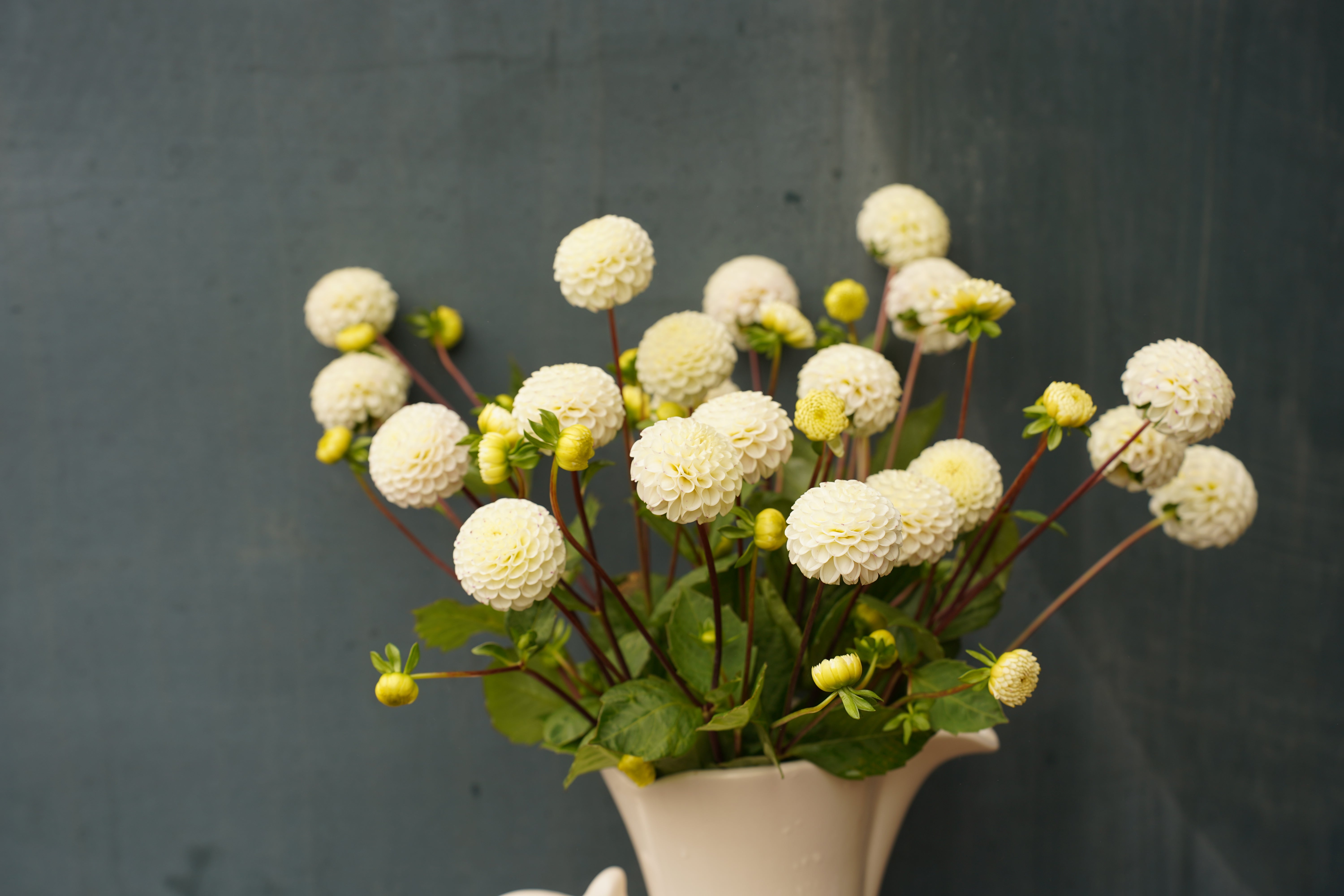 Small World Dahlia Tuber