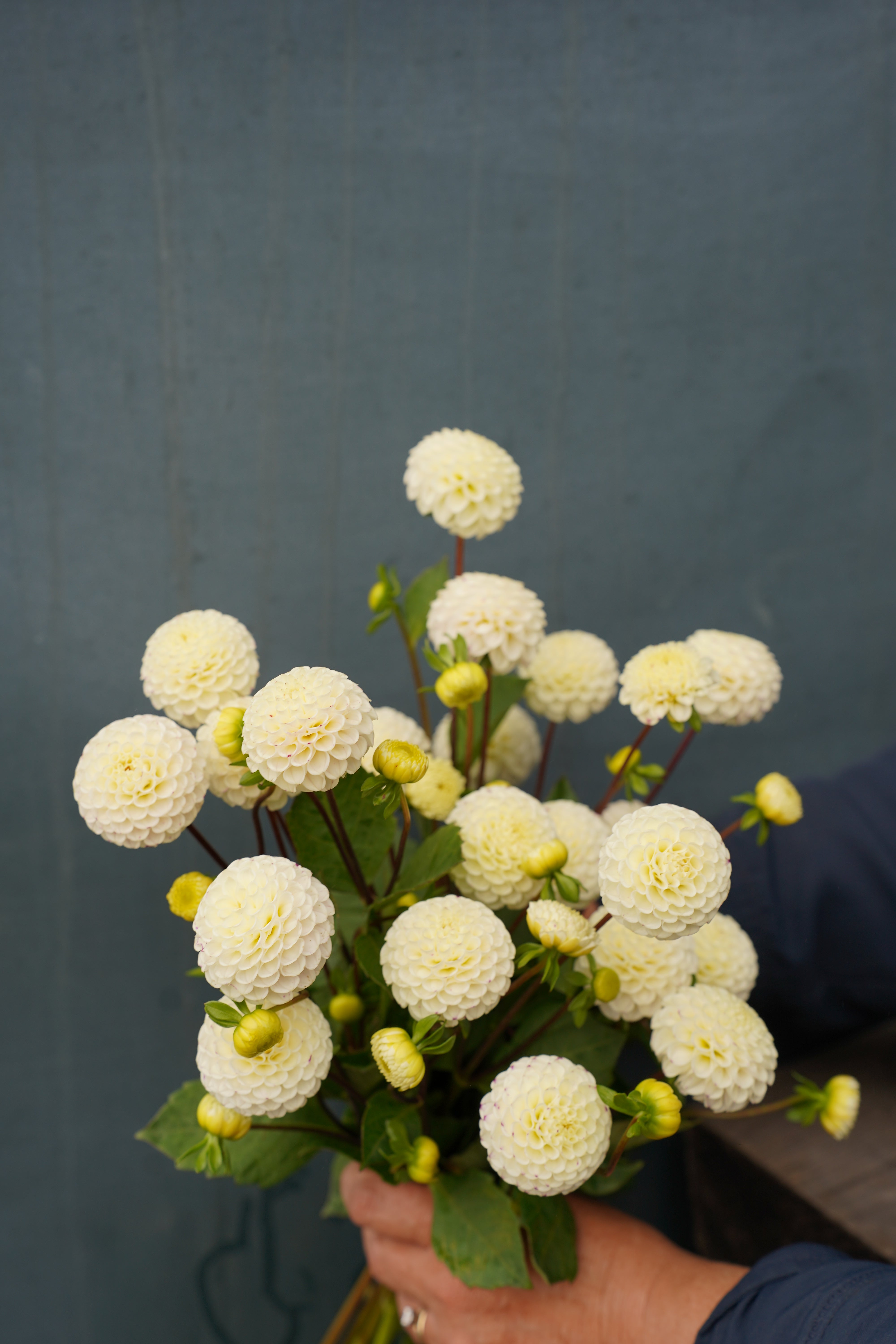 Small World Dahlia Tuber